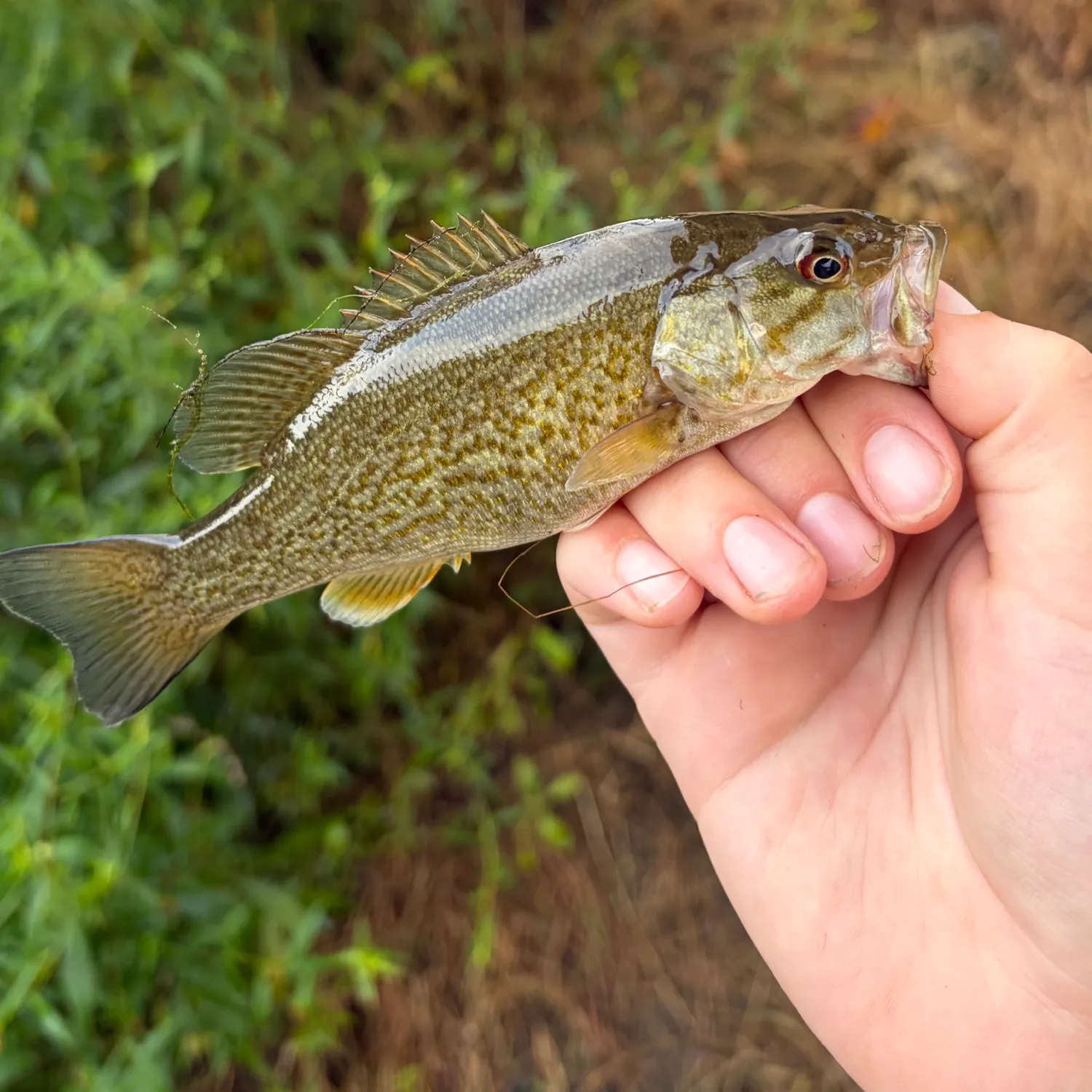 Smallmouth bass caught on Fishbrain