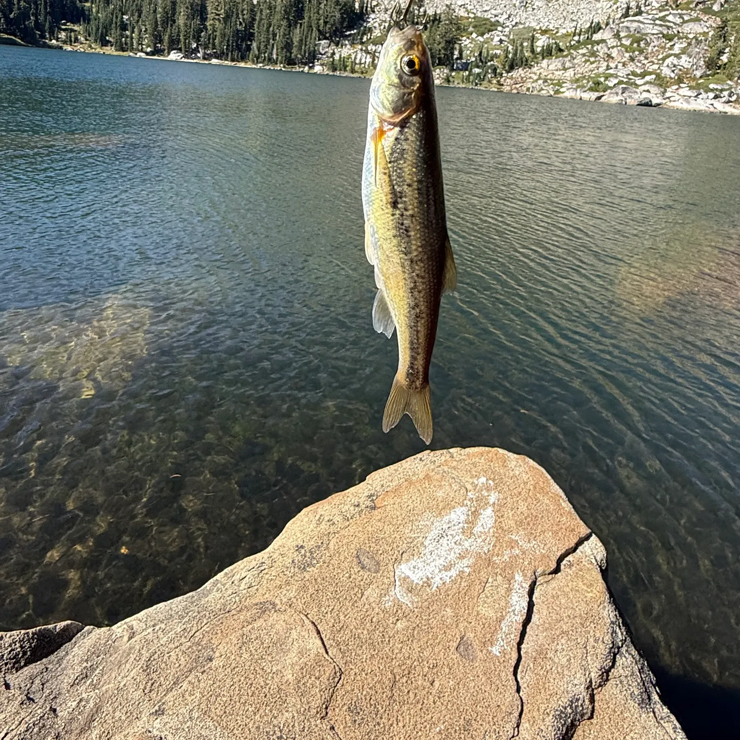 The most recent Redside shiner catches on Fishbrain