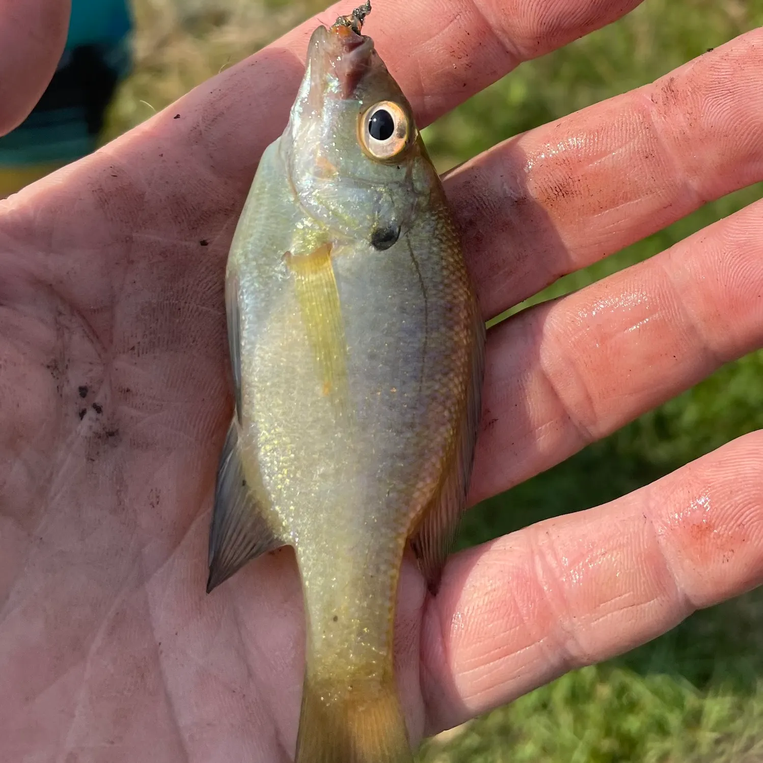 The most recent Dollar sunfish catches on Fishbrain