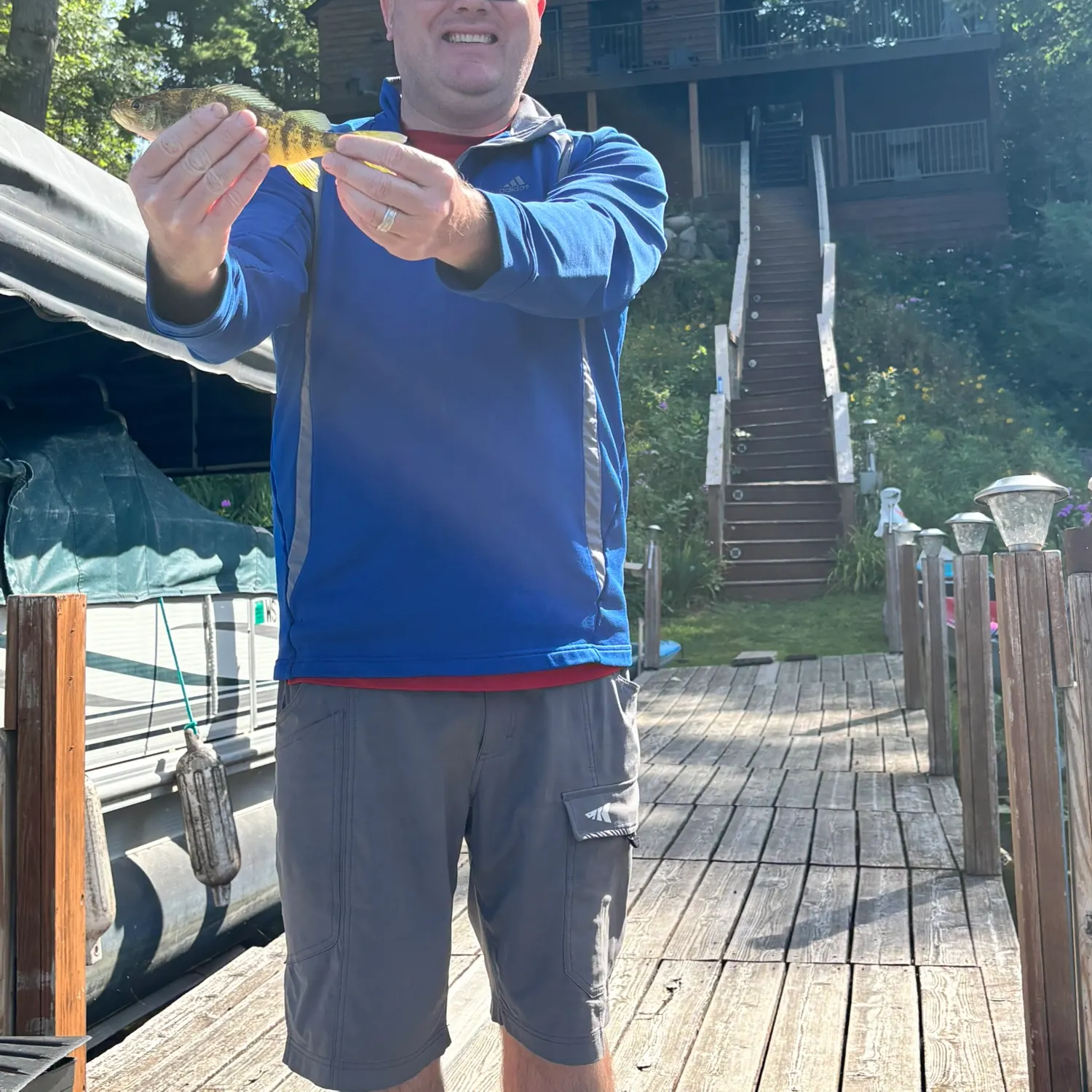 Yellow perch caught on Fishbrain