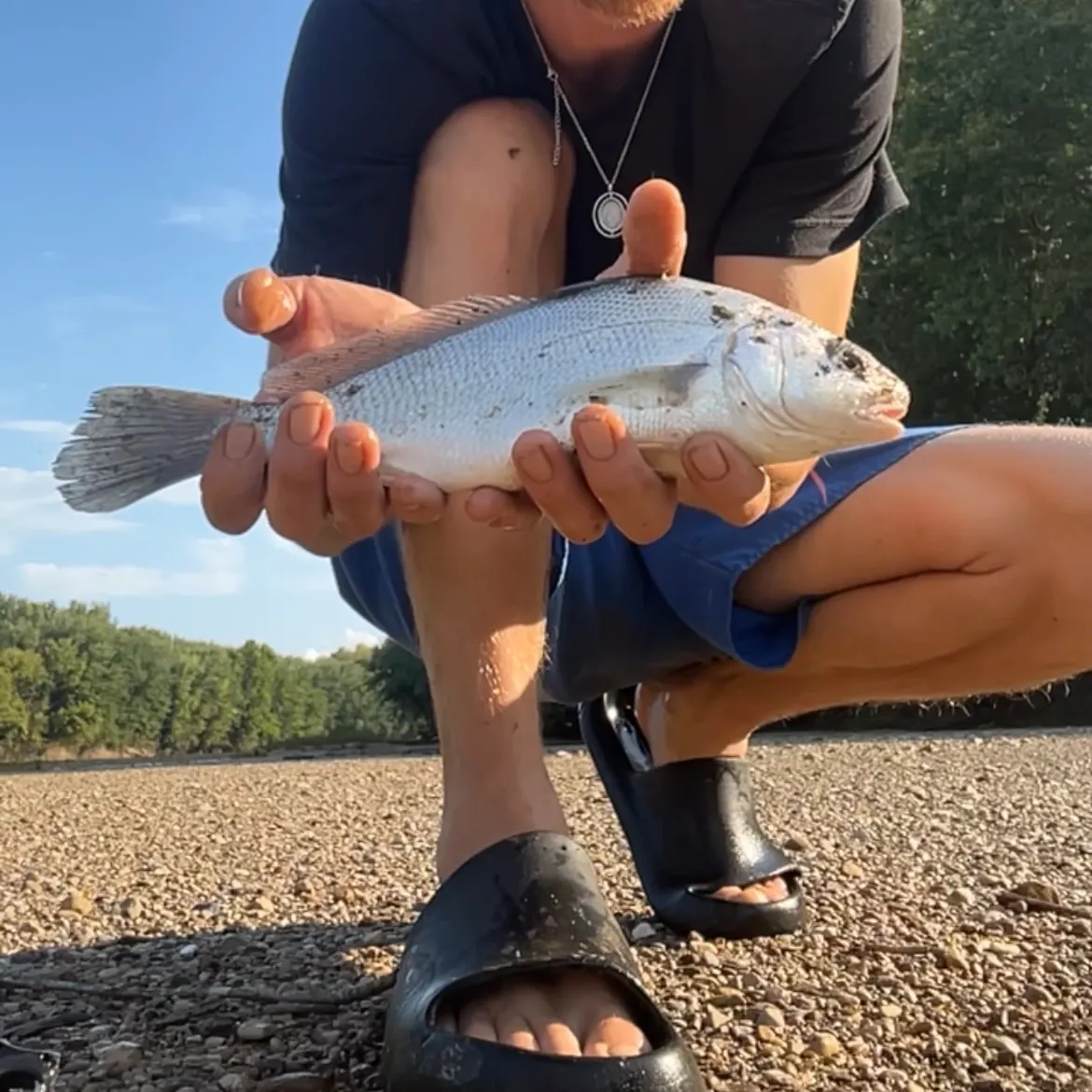 Freshwater drum caught on Fishbrain