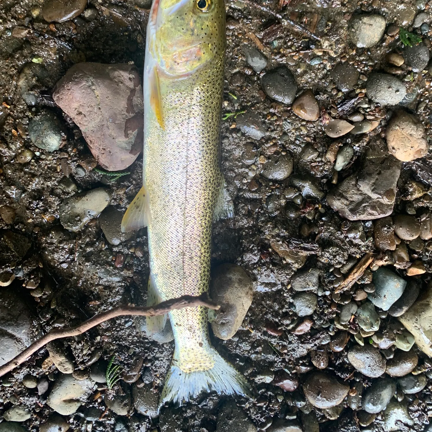 Coastal cutthroat trout caught on Fishbrain