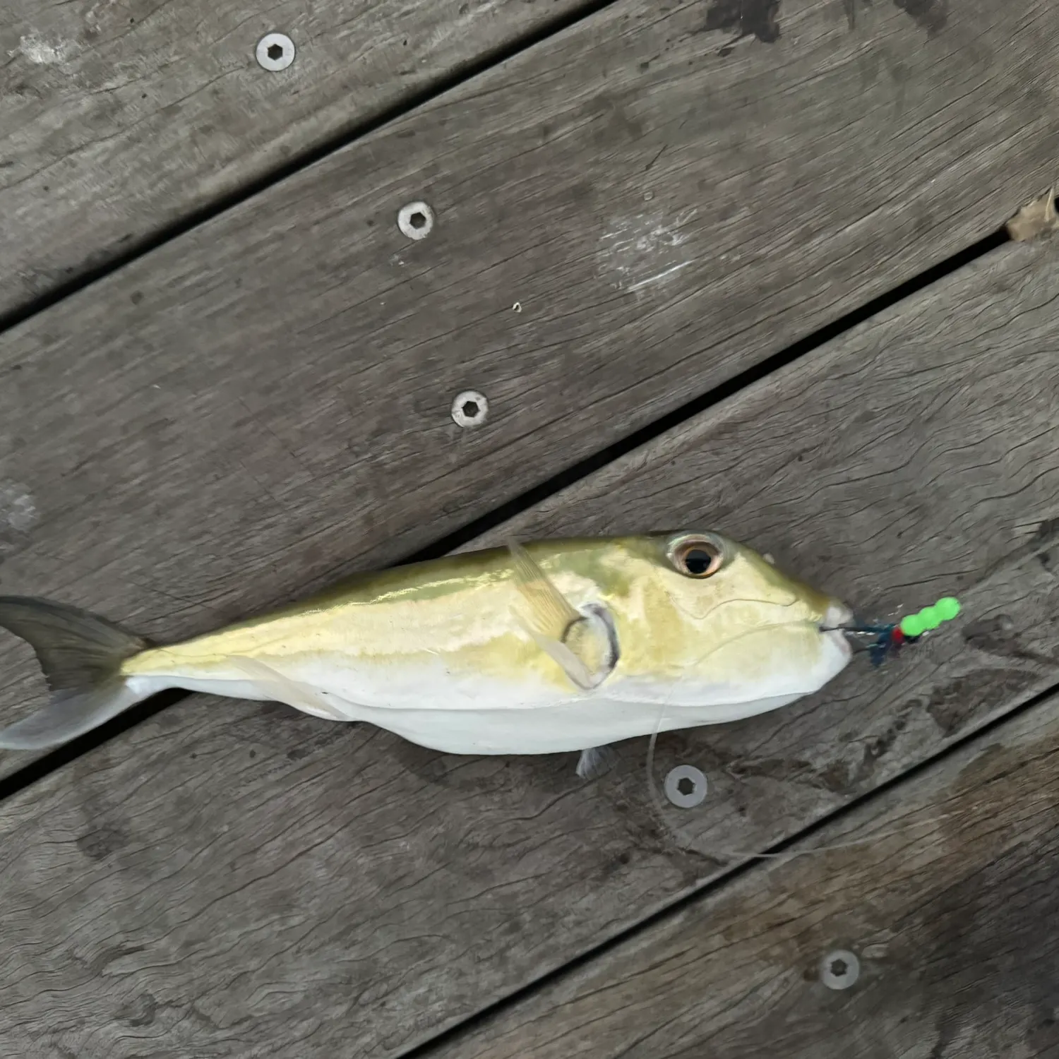 The most recent Lunartail puffer catches on Fishbrain