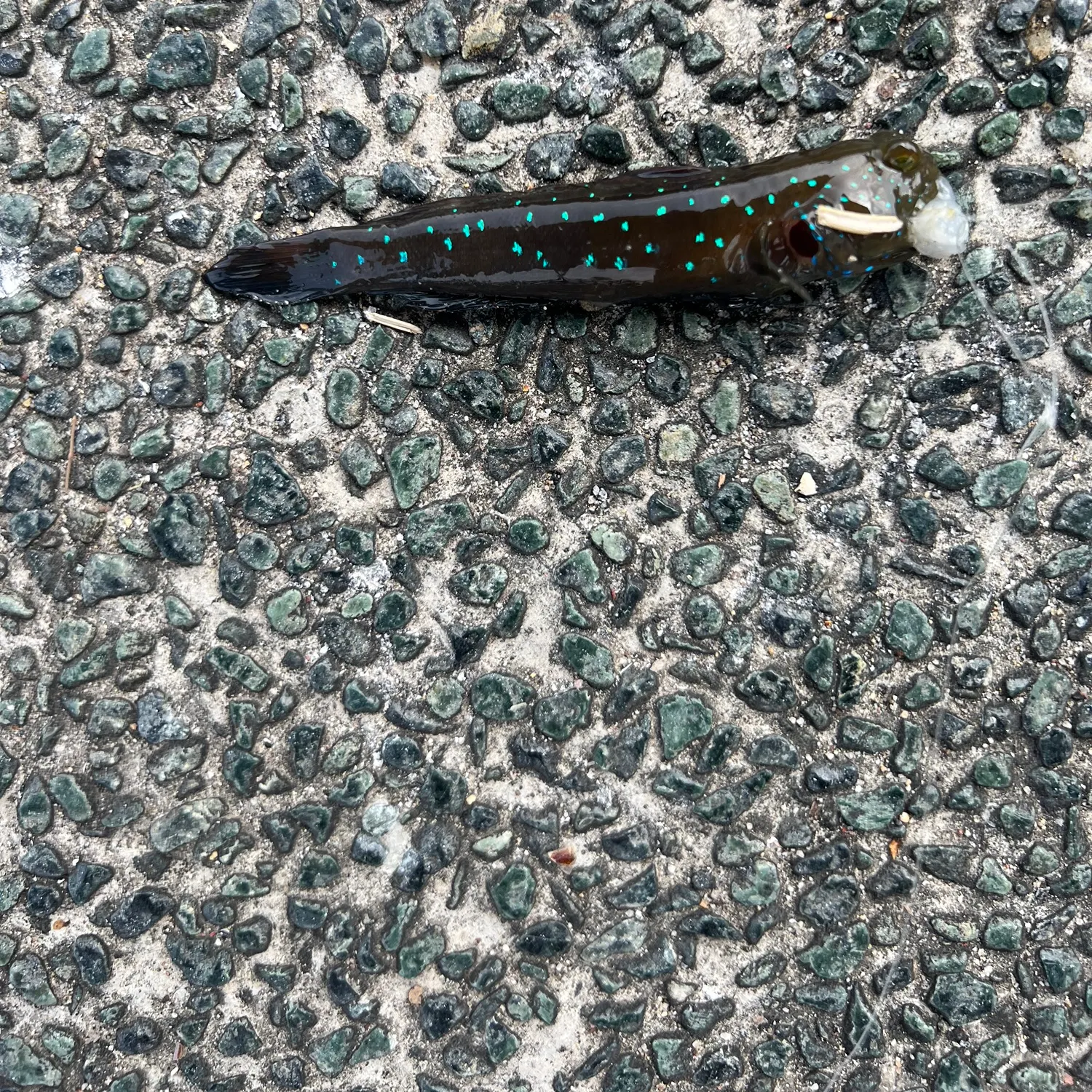 The most recent Peacock shrimpgoby catches on Fishbrain