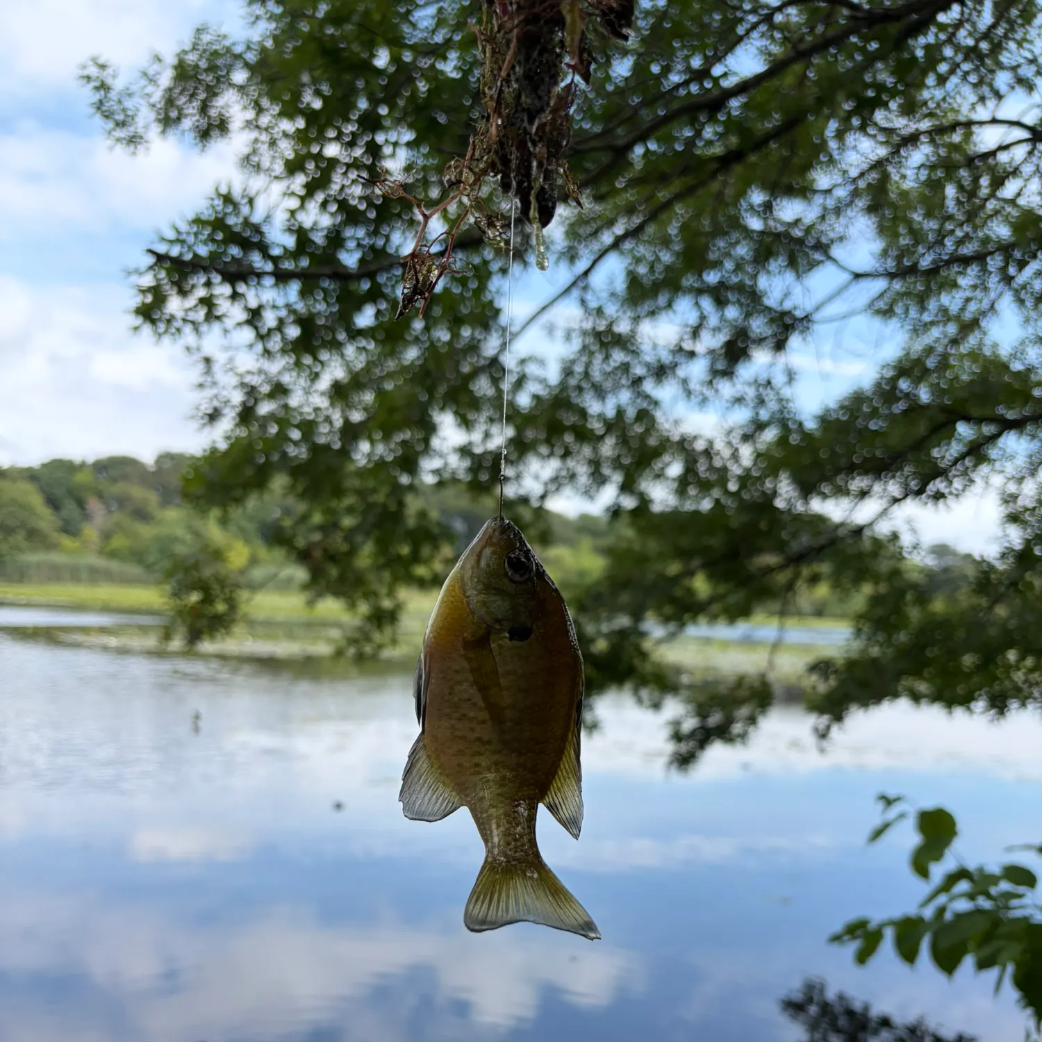 Bluegill caught on Fishbrain