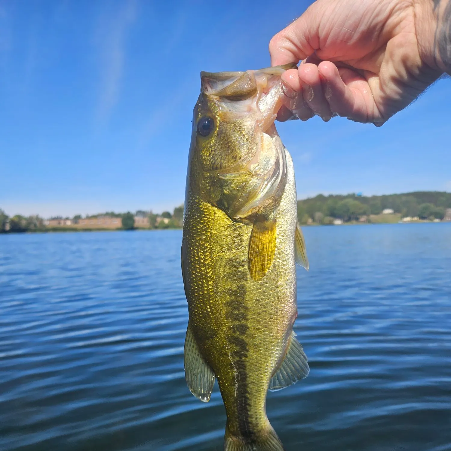 Largemouth bass caught on Fishbrain