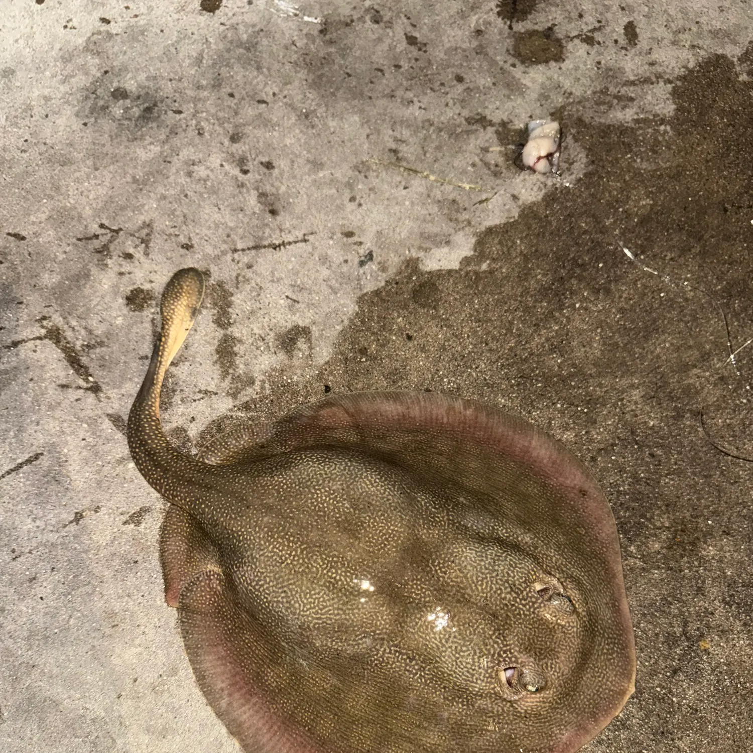 The most recent Haller's round ray catches on Fishbrain