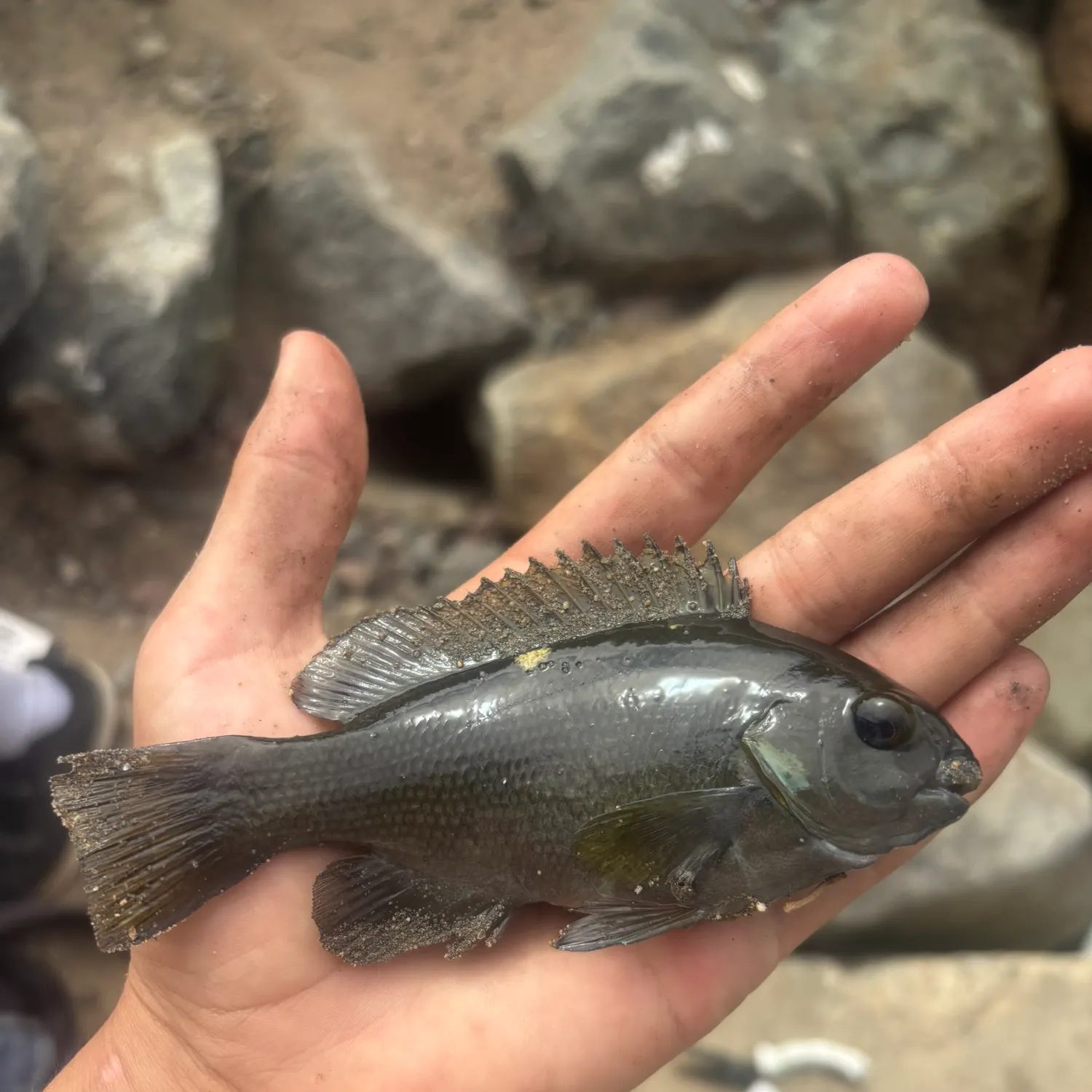 The most recent Opaleye catches on Fishbrain