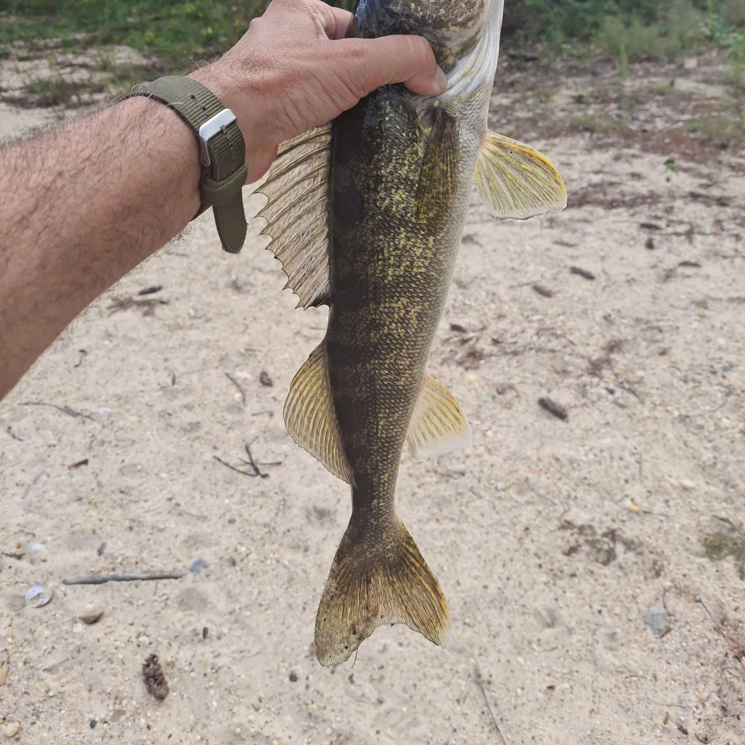Walleye caught on Fishbrain