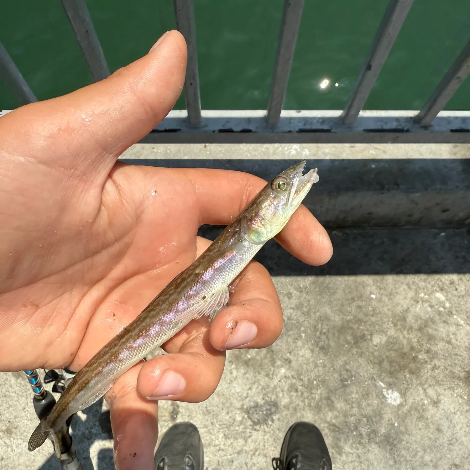 The most recent Inshore lizardfish catches on Fishbrain