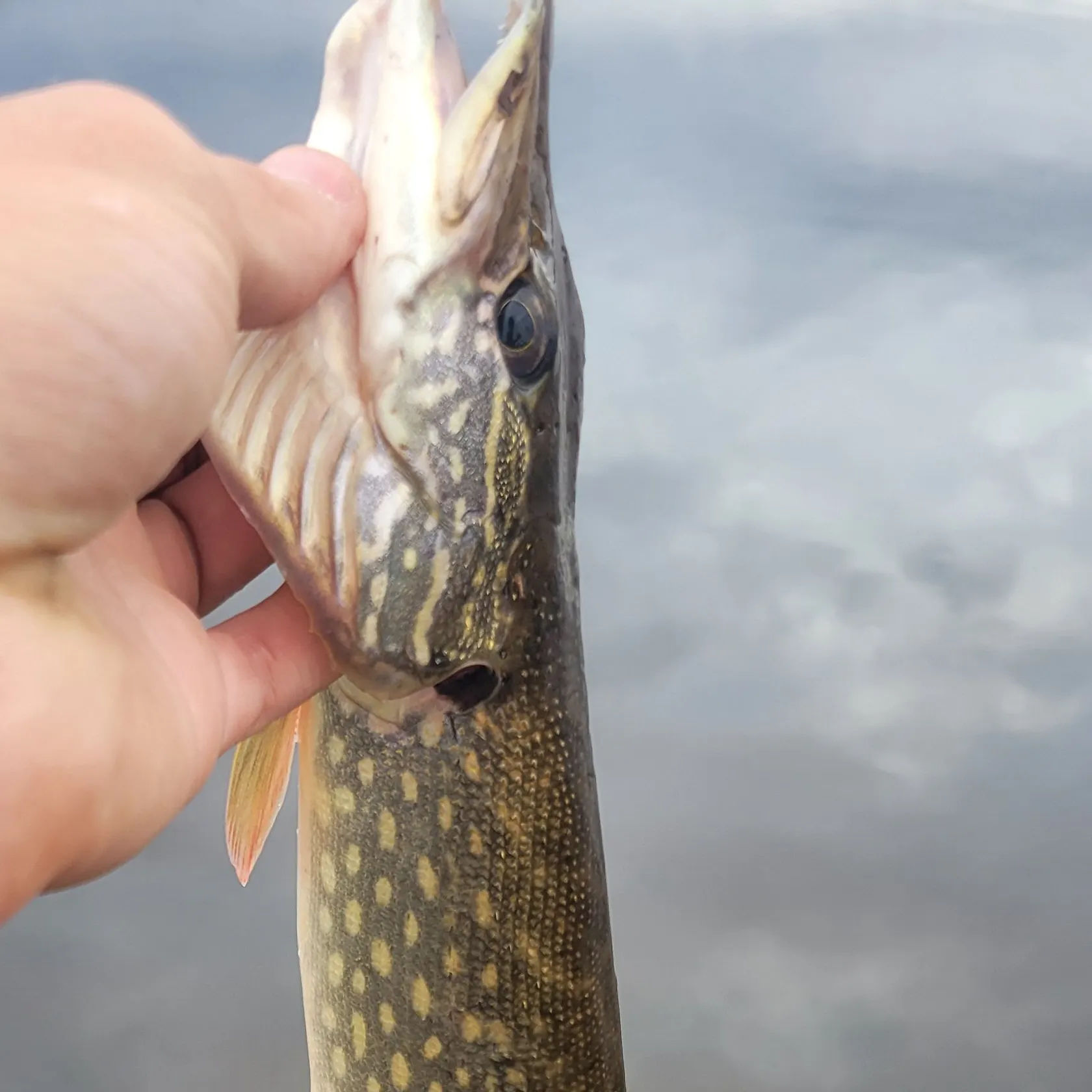Northern pike caught on Fishbrain