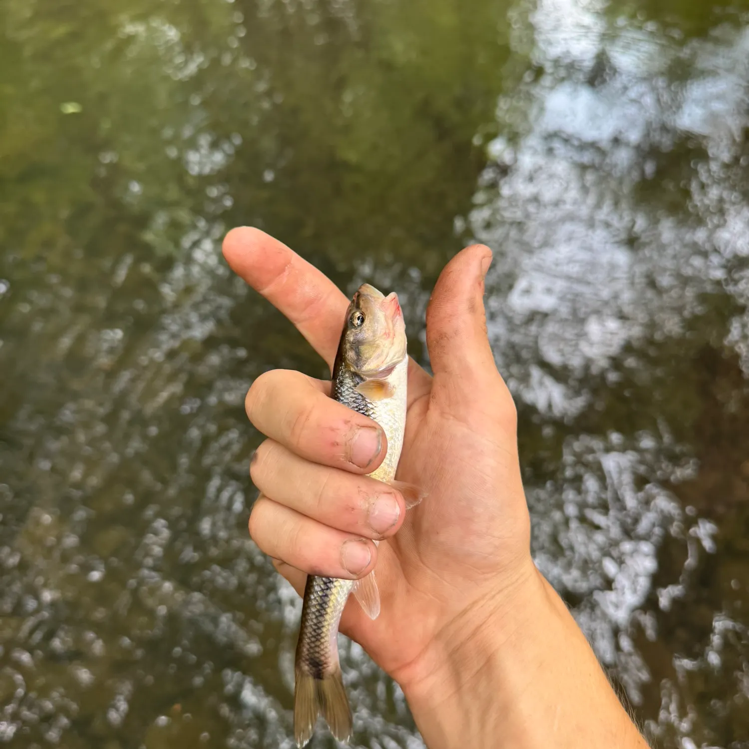 Creek chub caught on Fishbrain