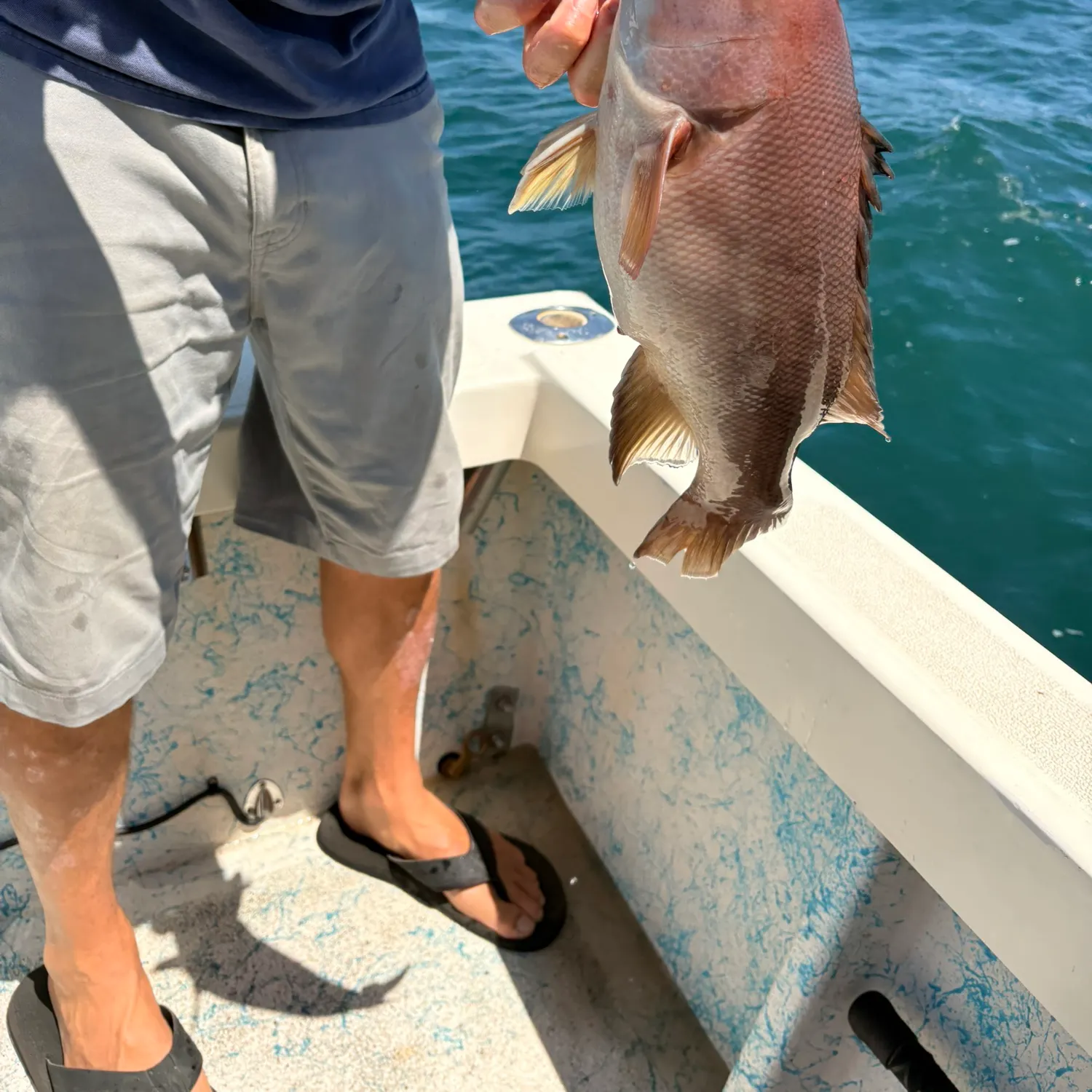 The most recent California sheephead catches on Fishbrain