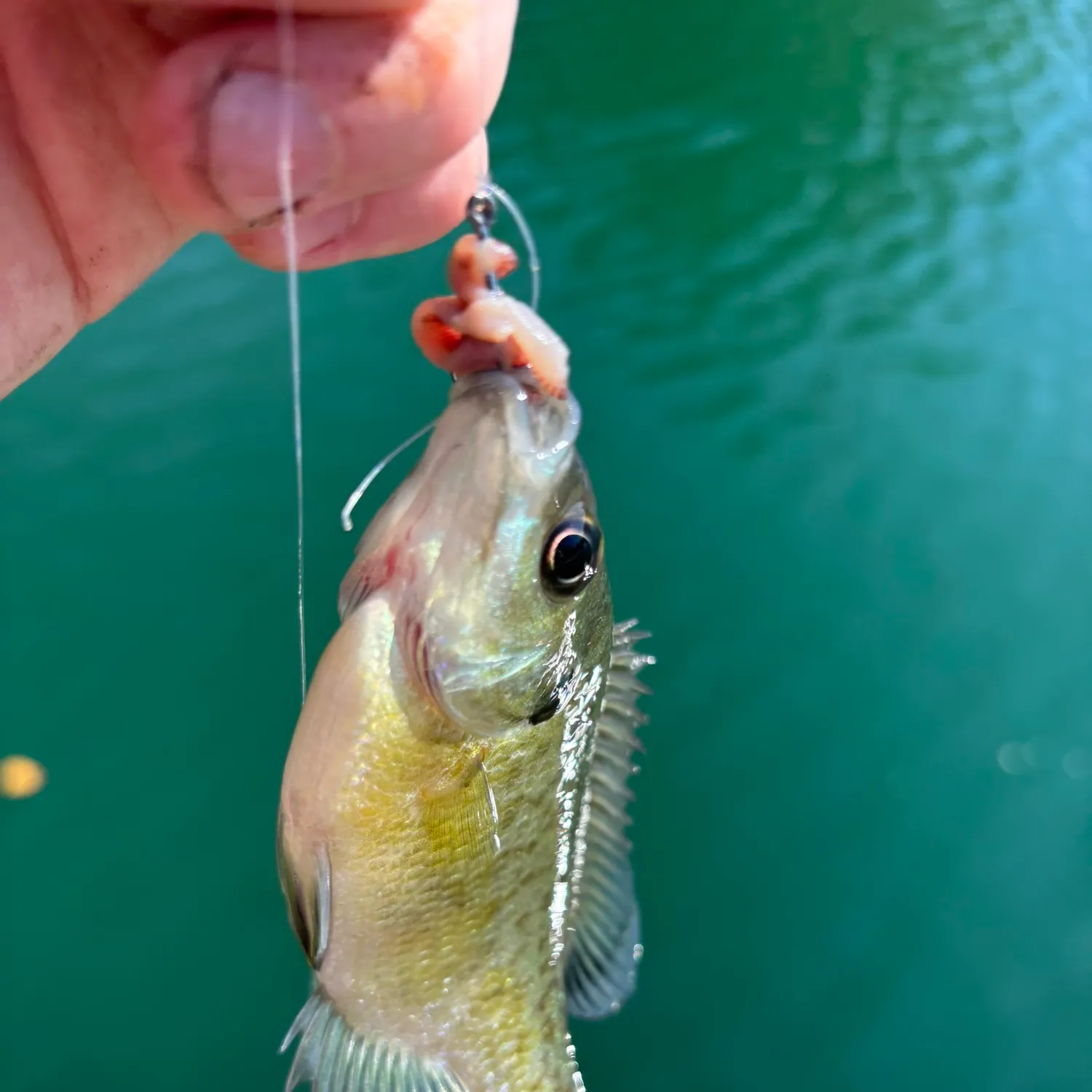 Bluegill caught on Fishbrain