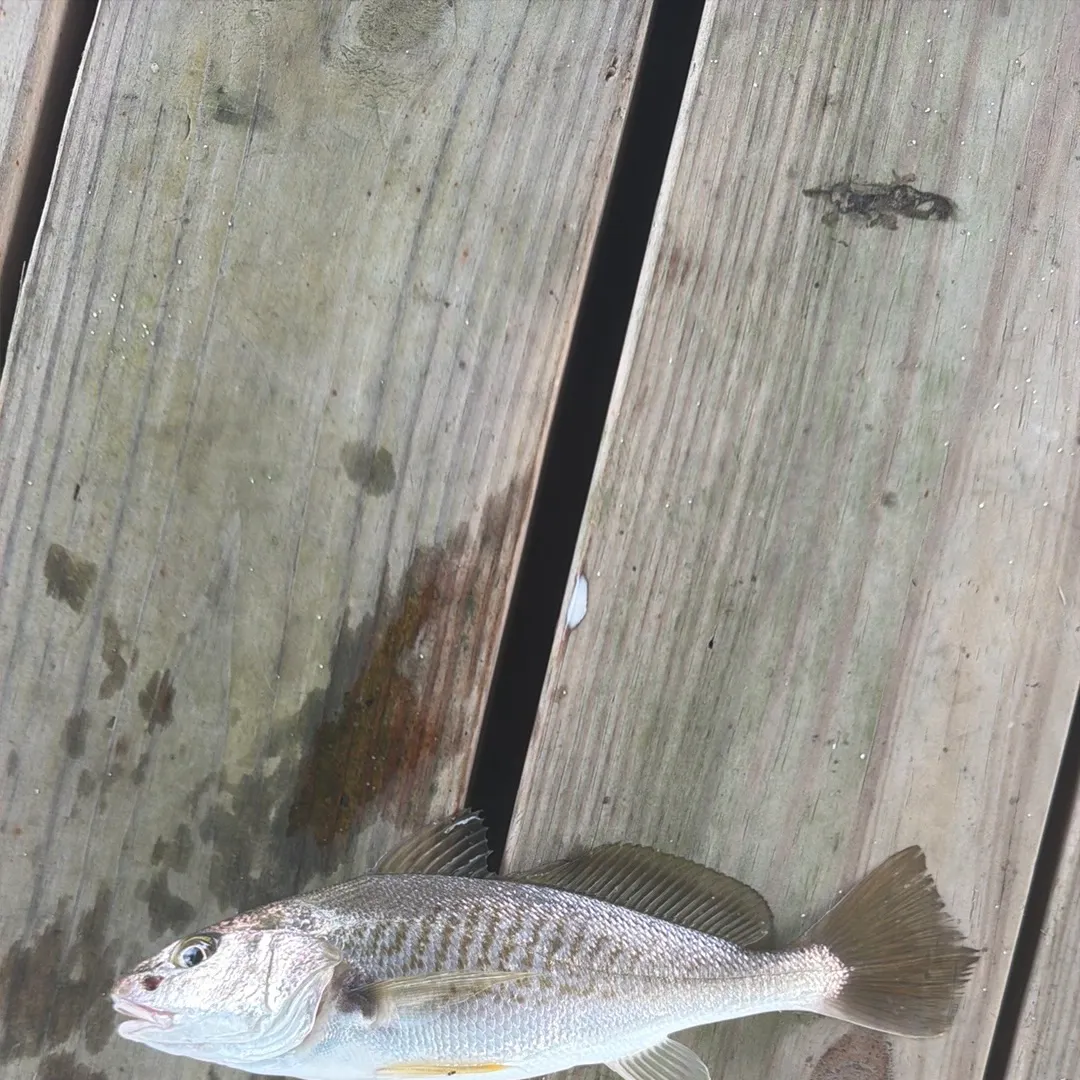 Atlantic croaker caught on Fishbrain