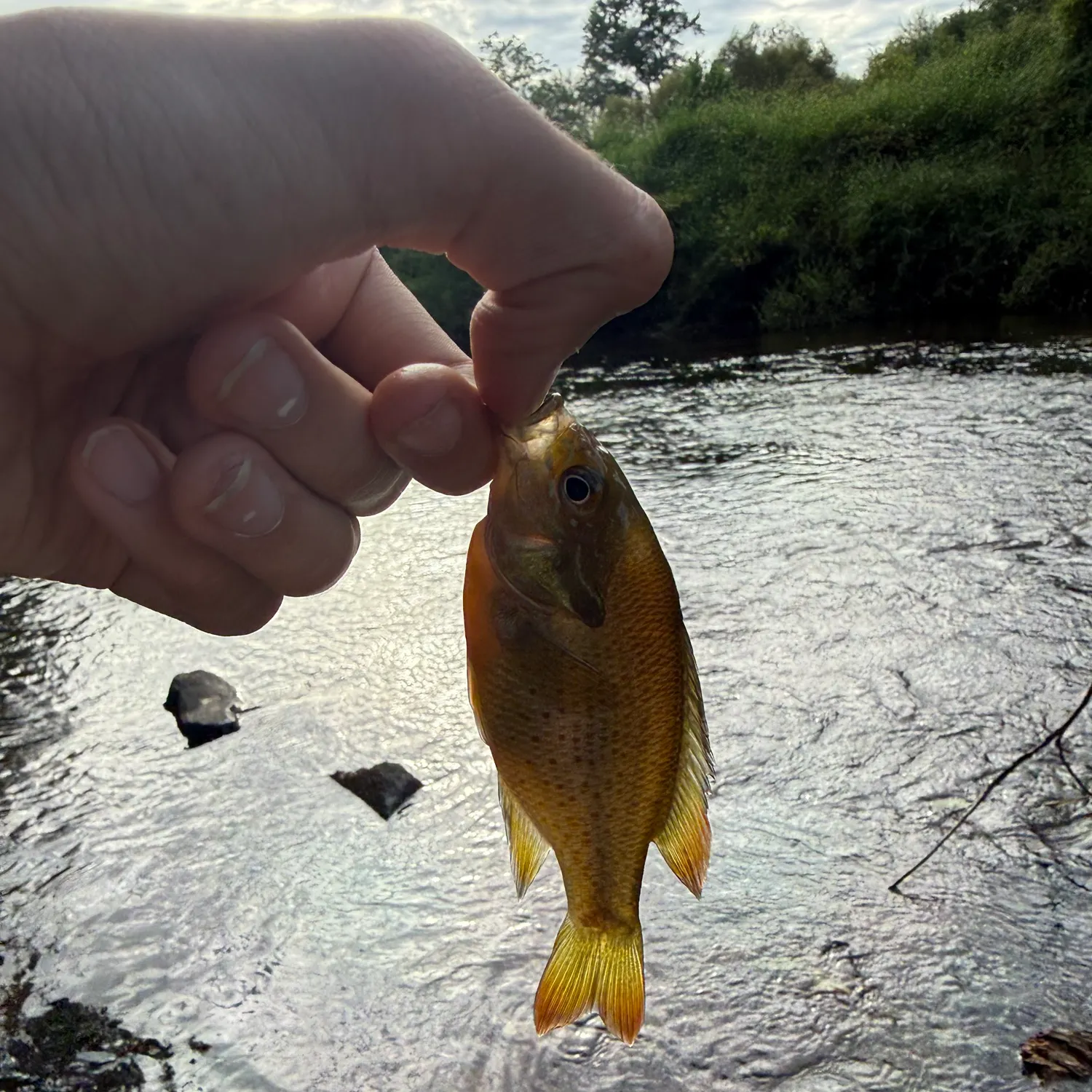 Redbreast sunfish caught on Fishbrain