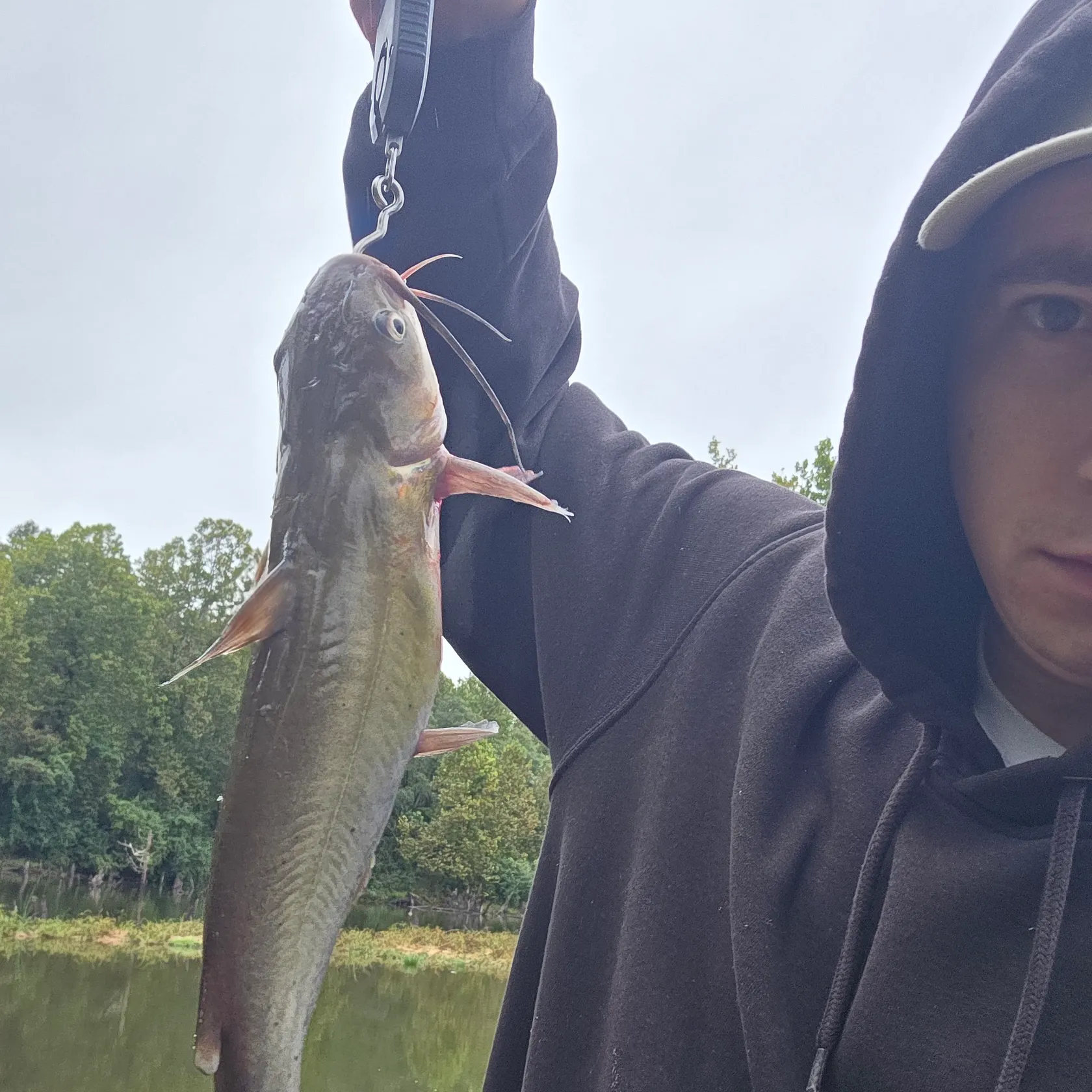 Channel catfish caught on Fishbrain