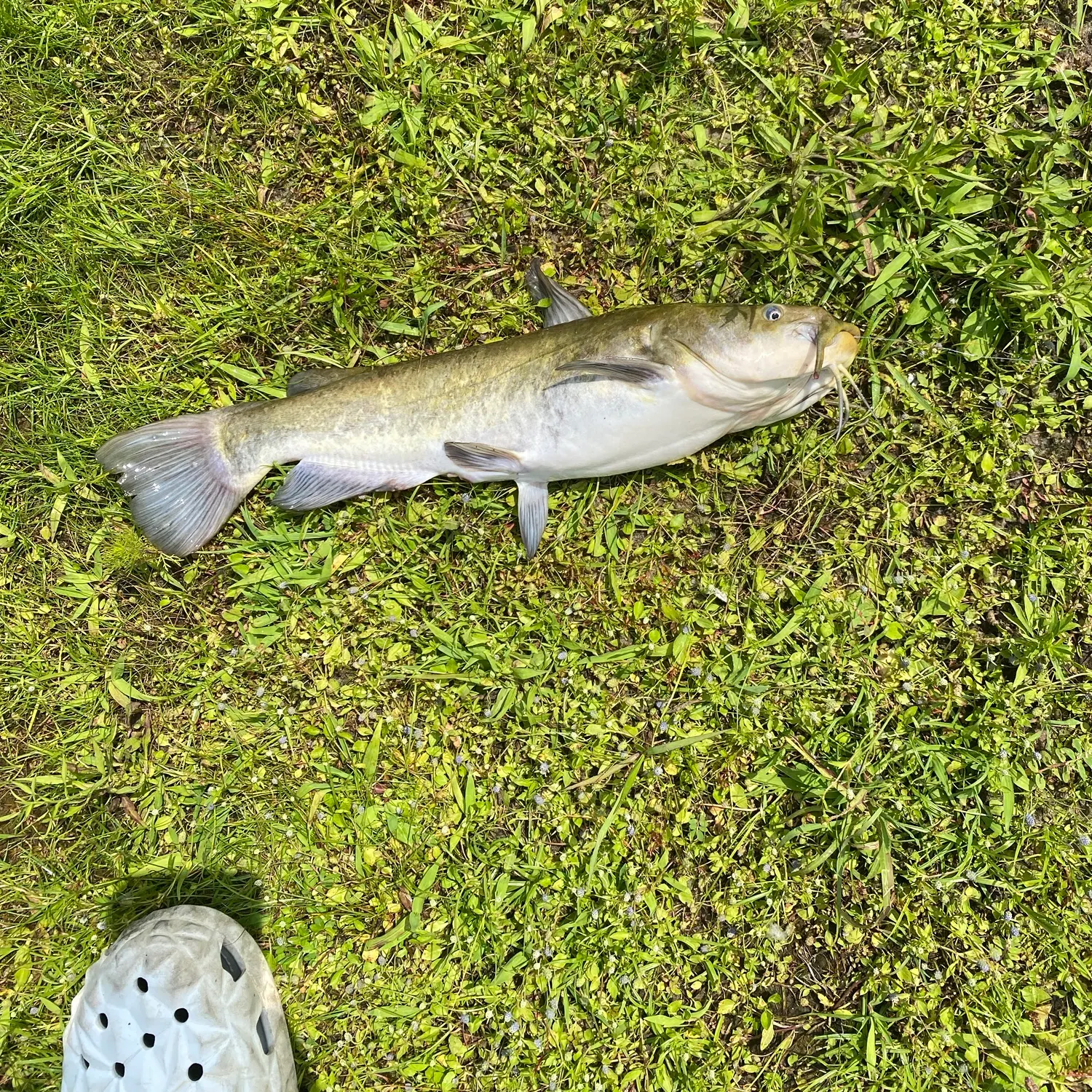 Yellow bullhead caught on Fishbrain