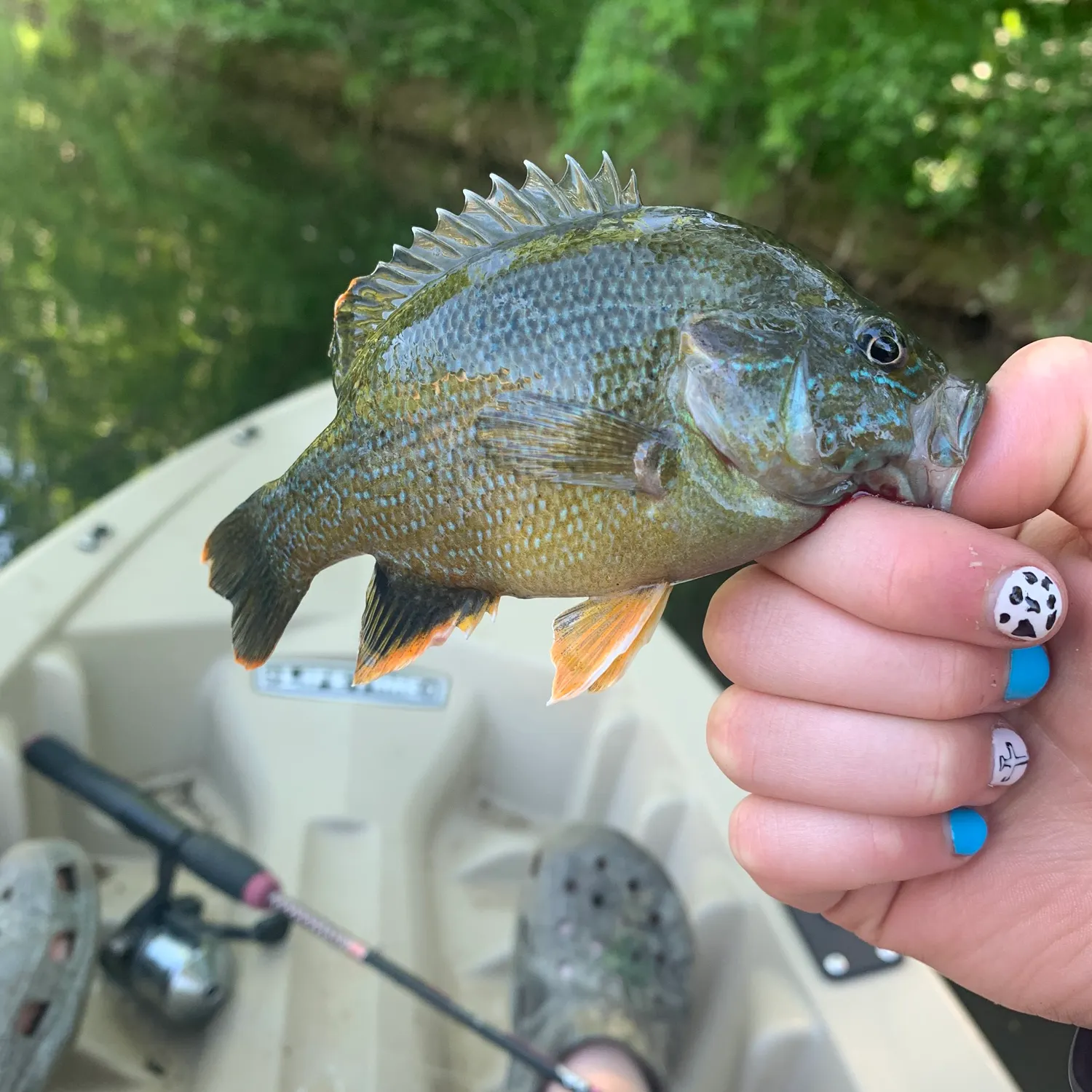 recently logged catches