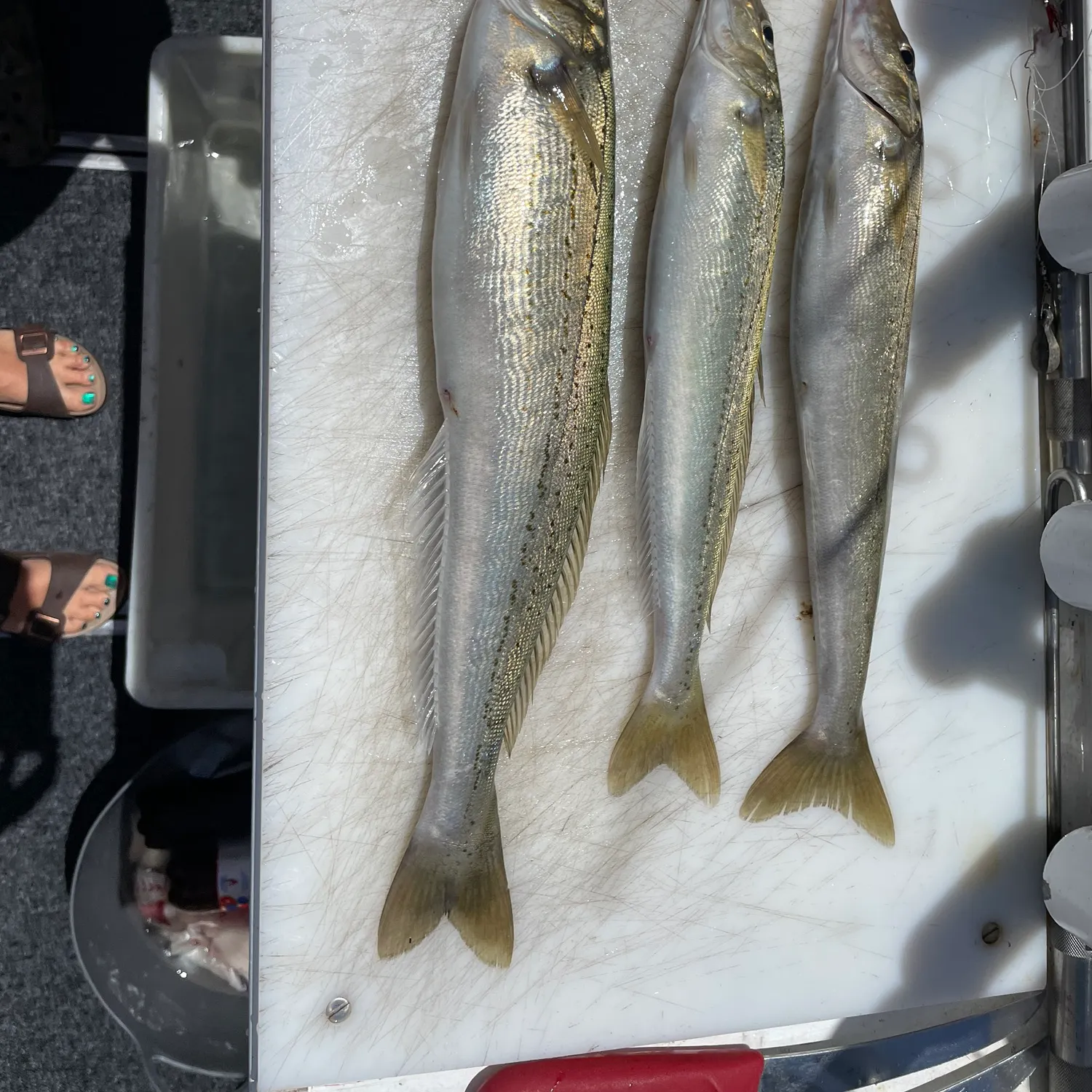 The most recent King George whiting catches on Fishbrain