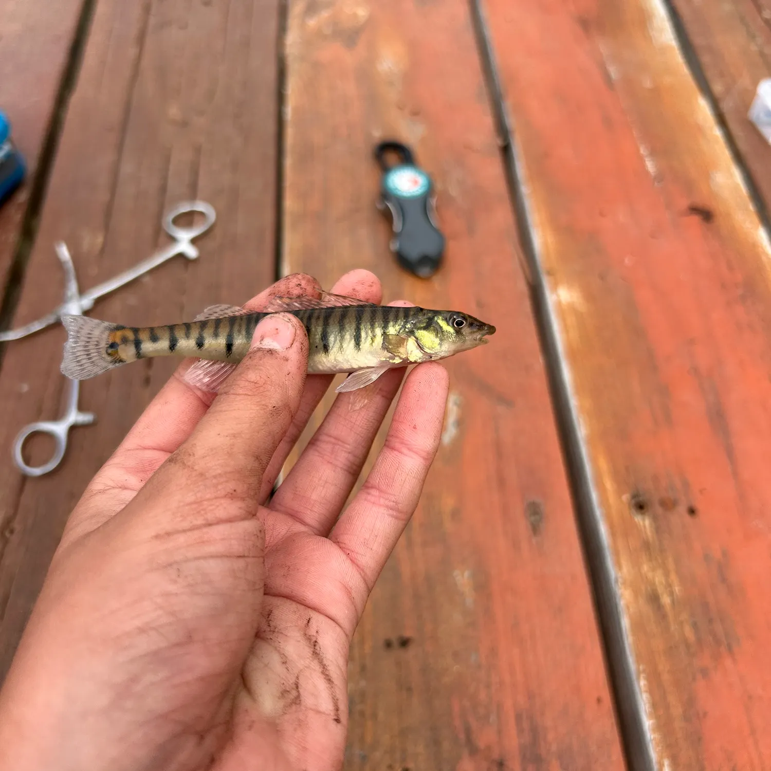 The most recent Common logperch catches on Fishbrain