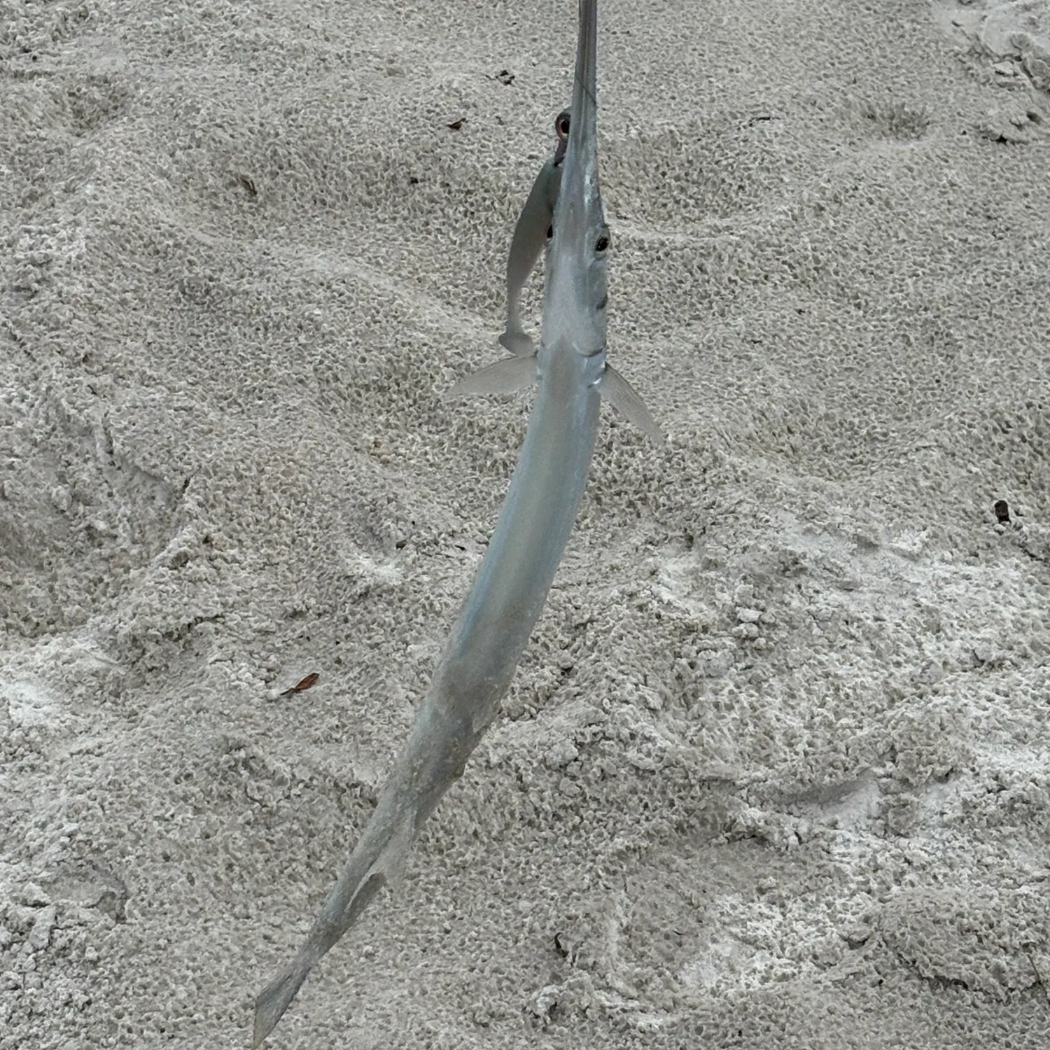 The most recent Hound needlefish catches on Fishbrain