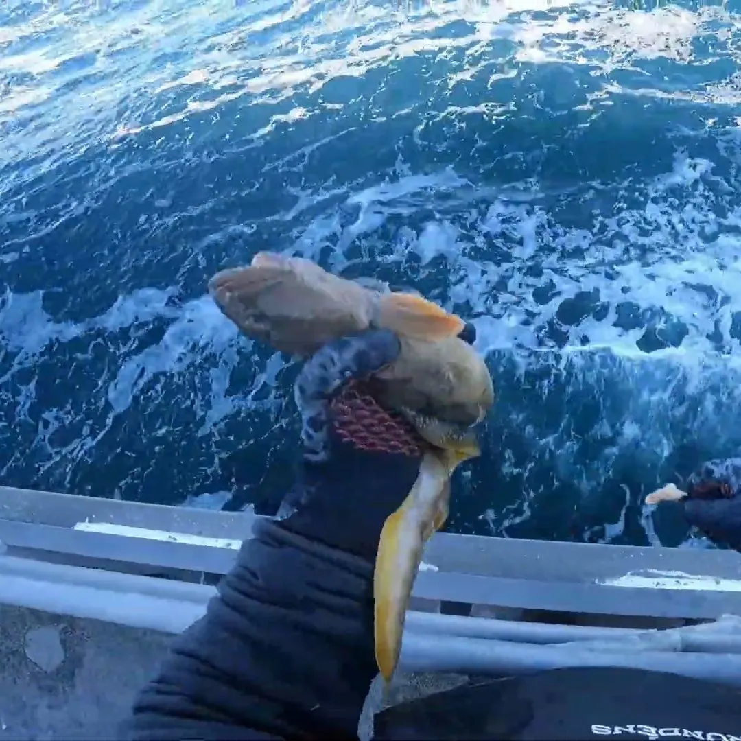 The most recent Ocean pout catches on Fishbrain