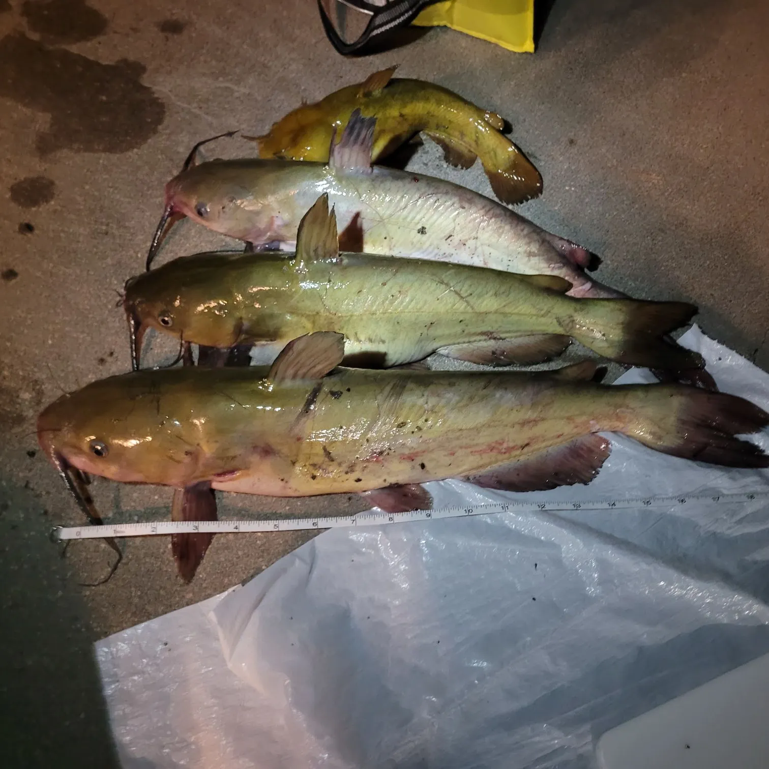 recently logged catches