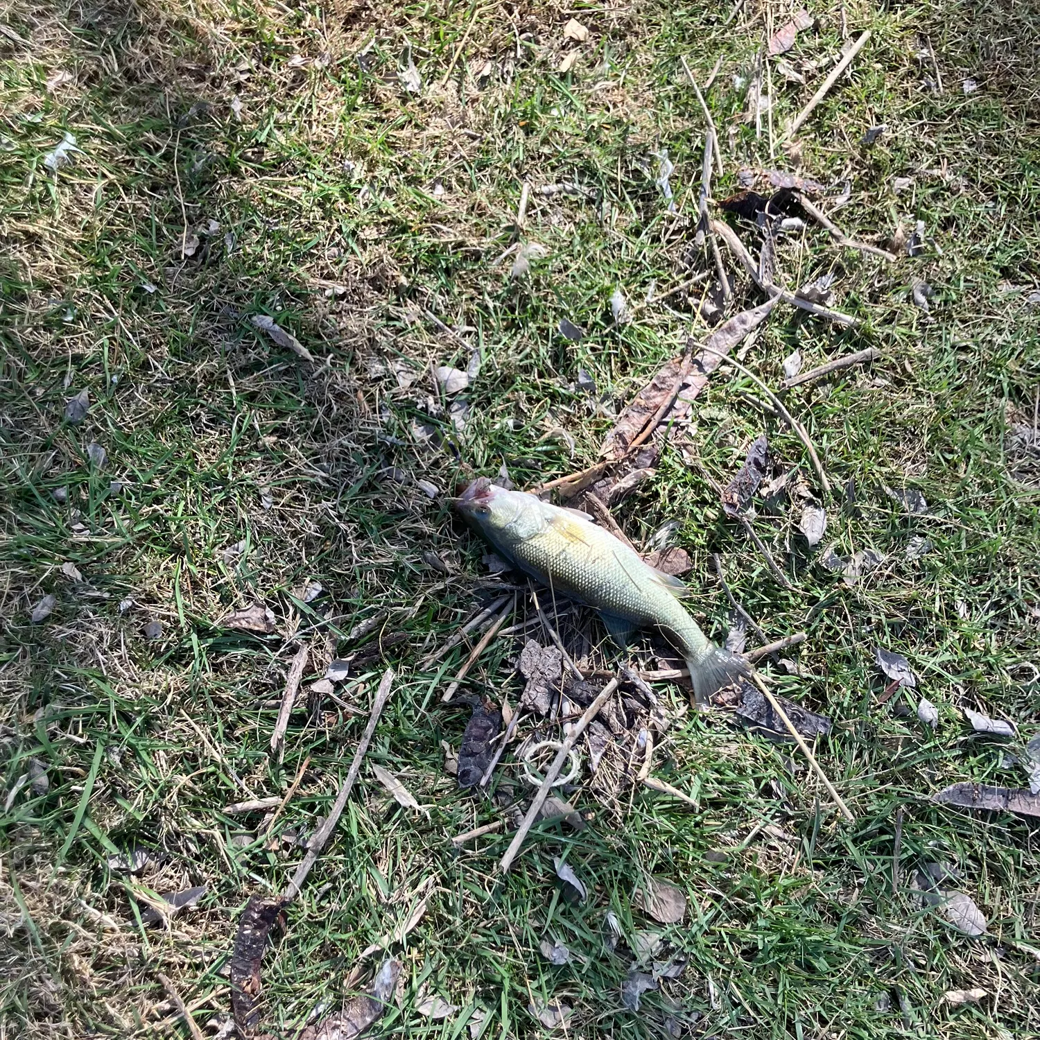 The most recent Walleye catches on Fishbrain