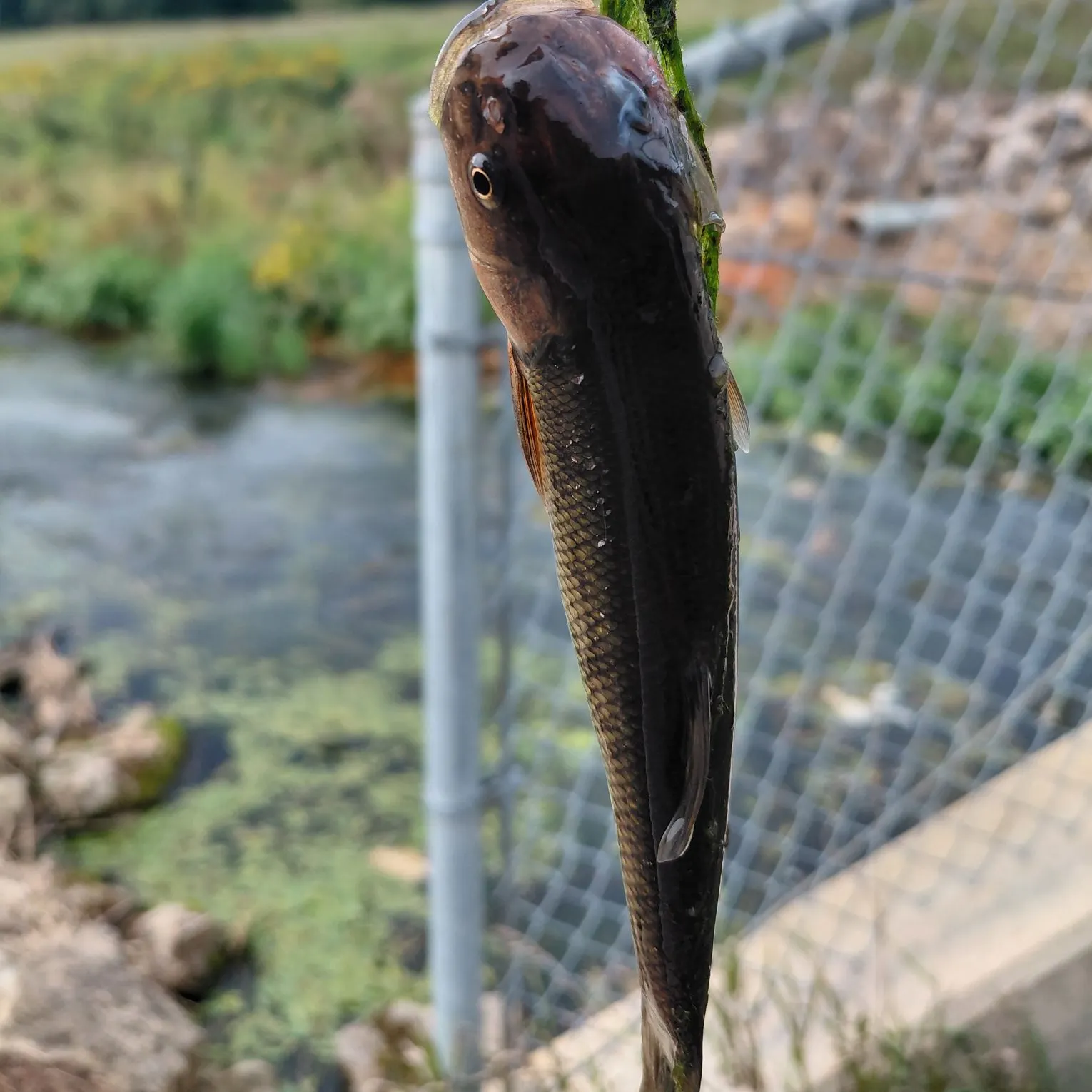 Creek chub caught on Fishbrain