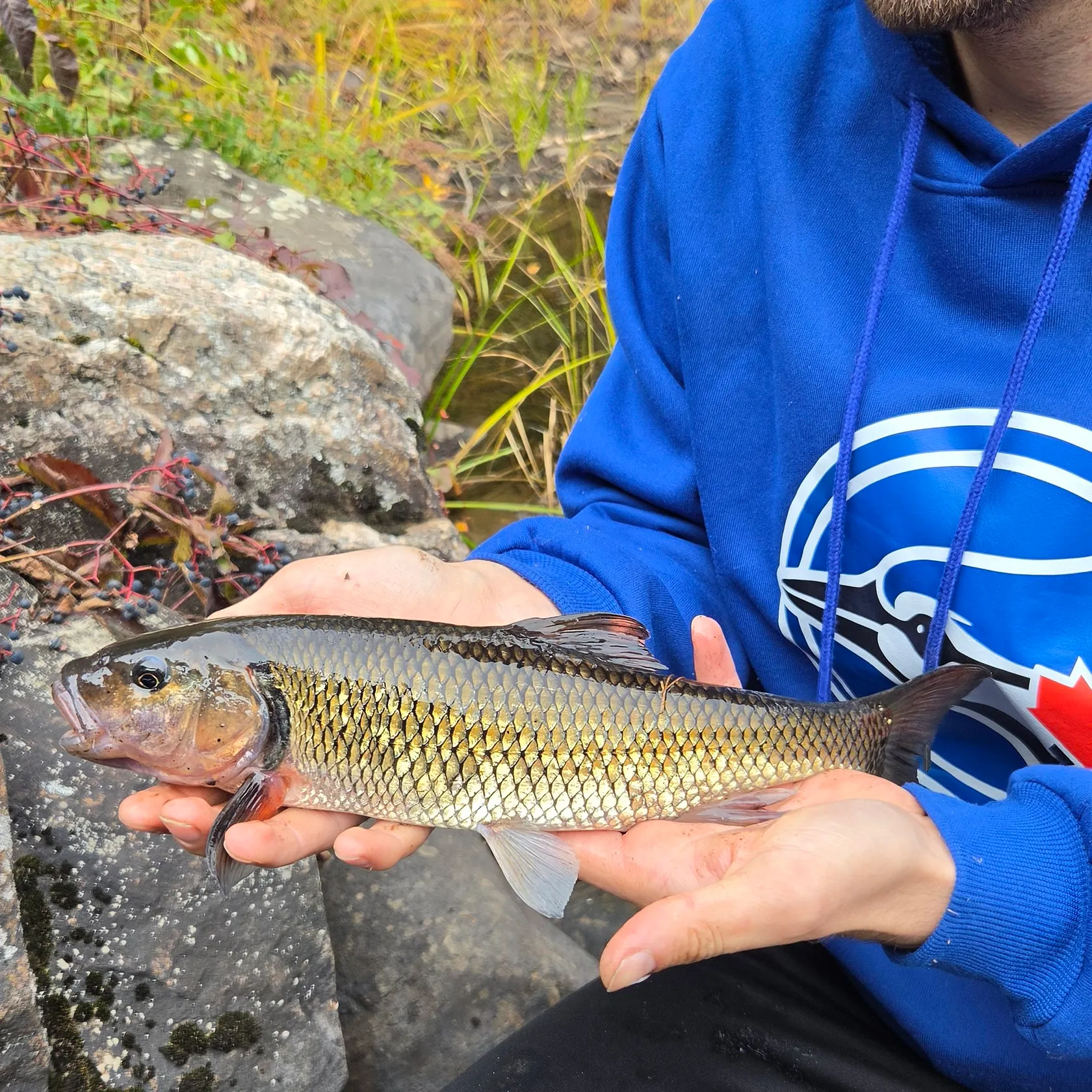 Fallfish caught on Fishbrain