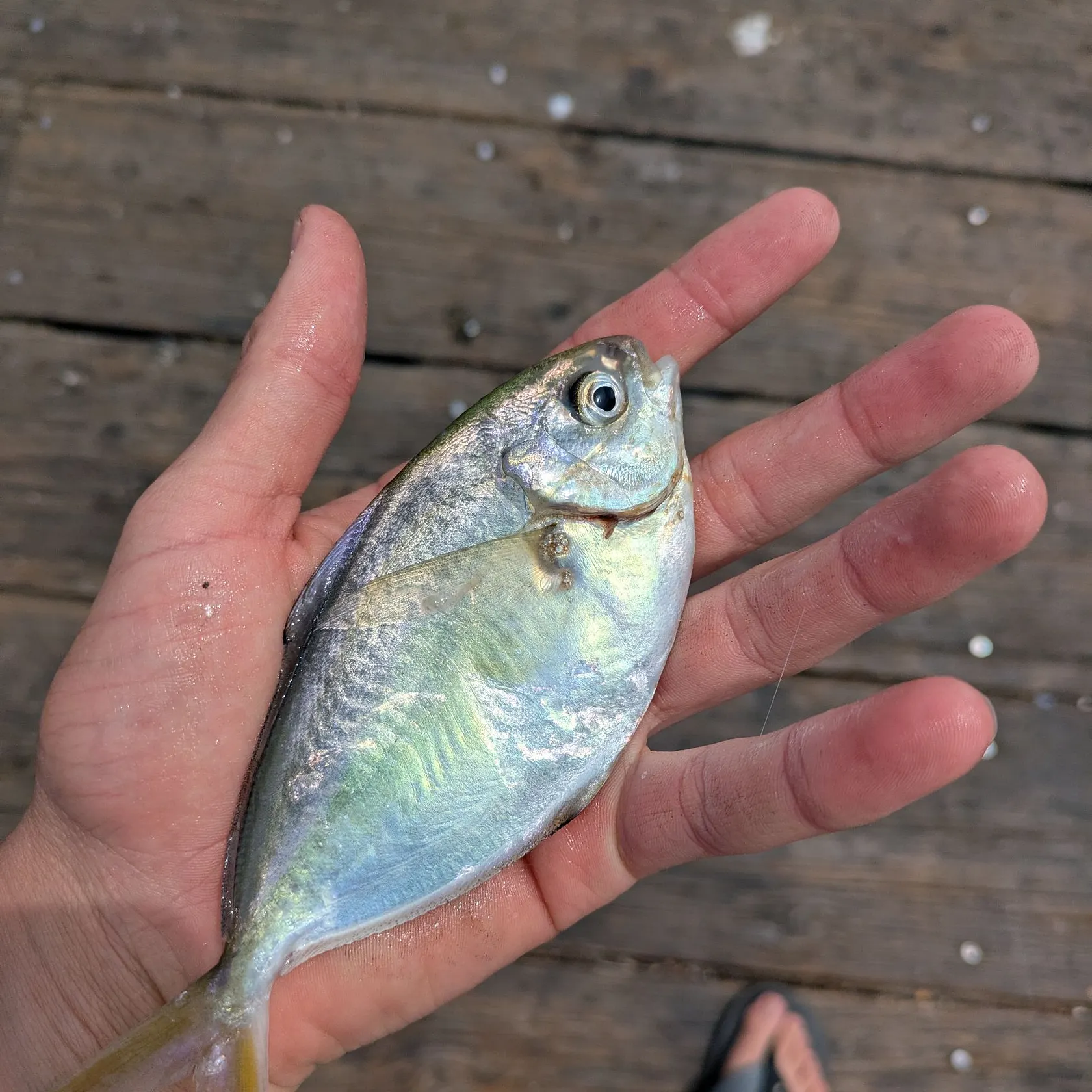 The most popular recent American butterfish catch on Fishbrain