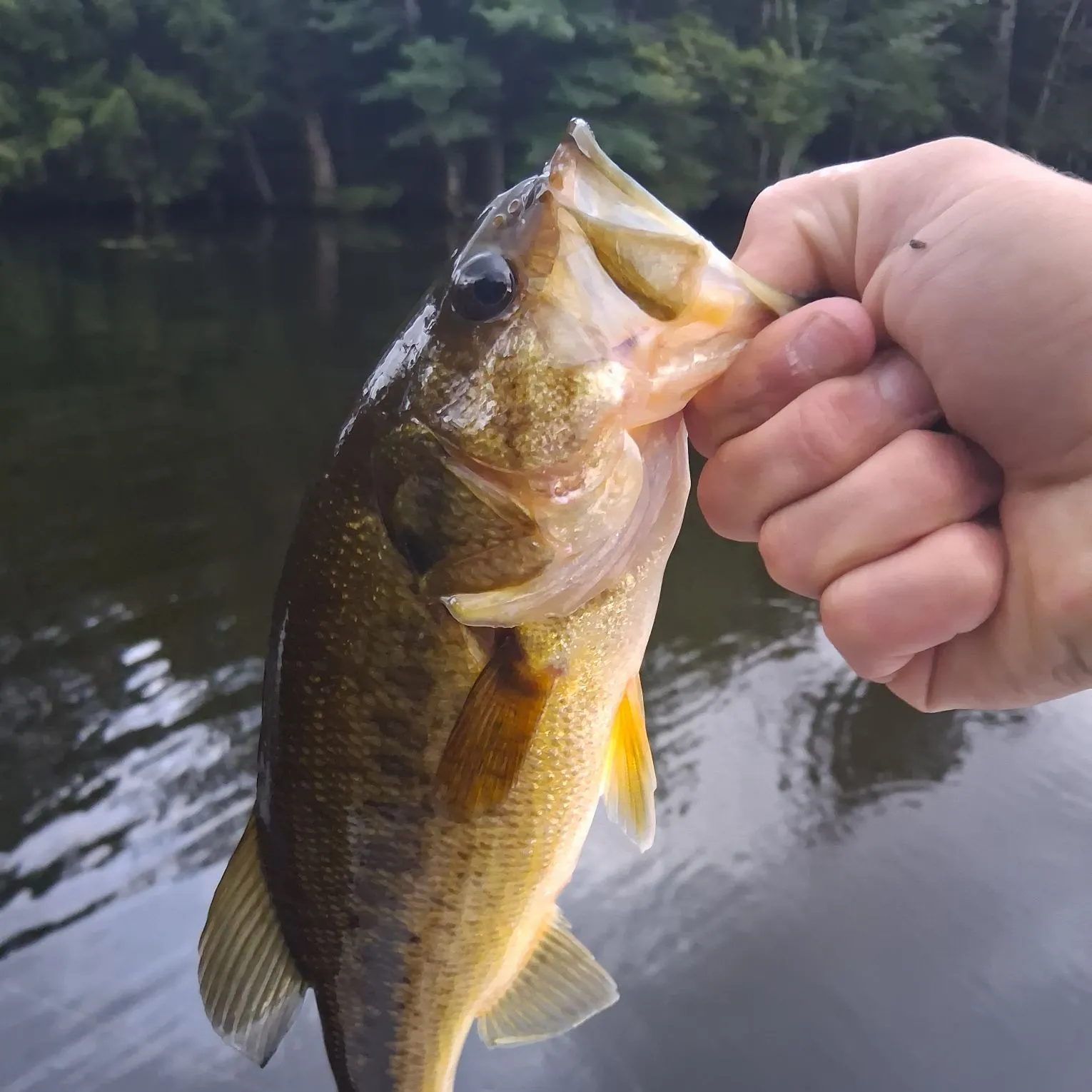 Largemouth bass caught on Fishbrain