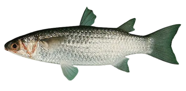 Largescale mullet
