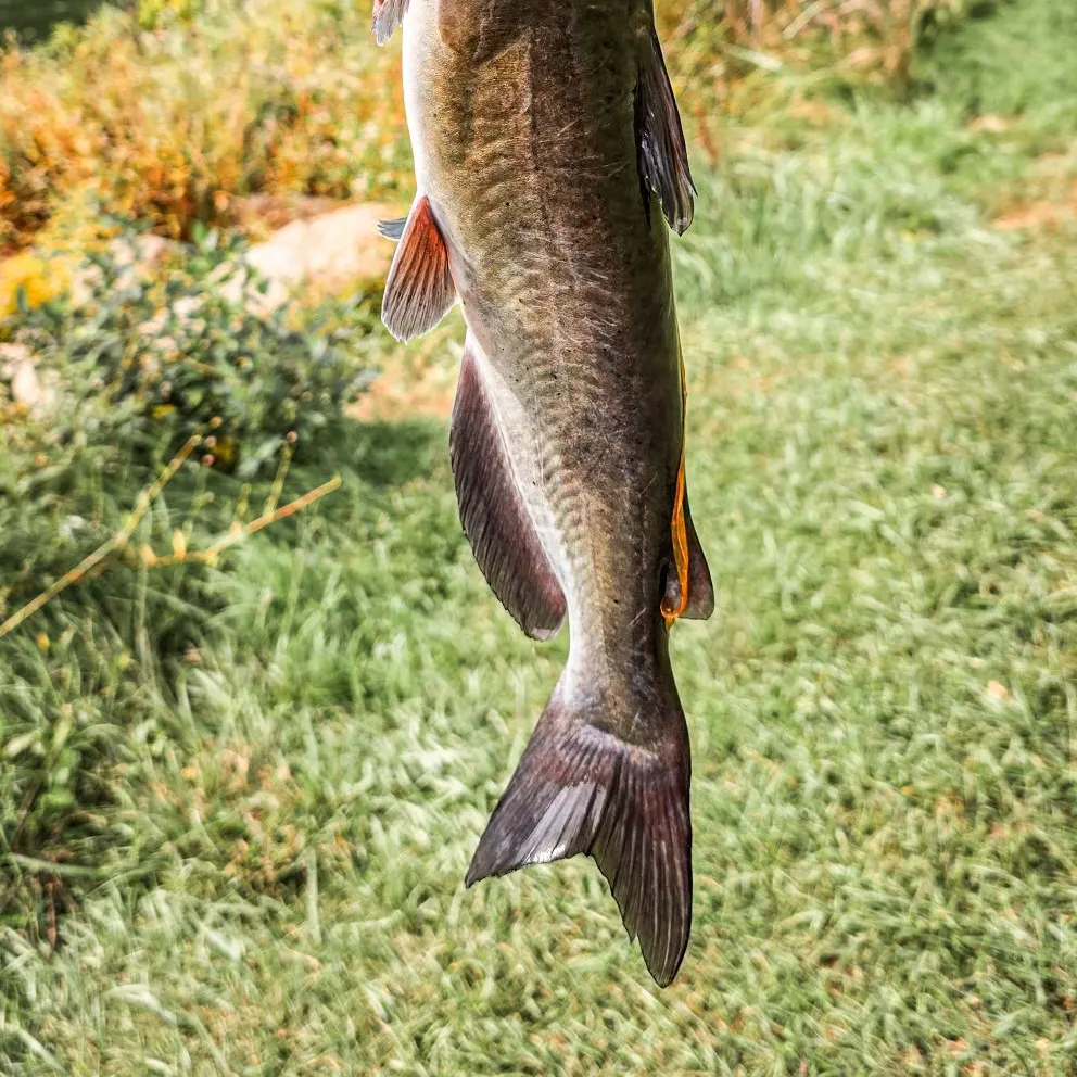Channel catfish caught on Fishbrain