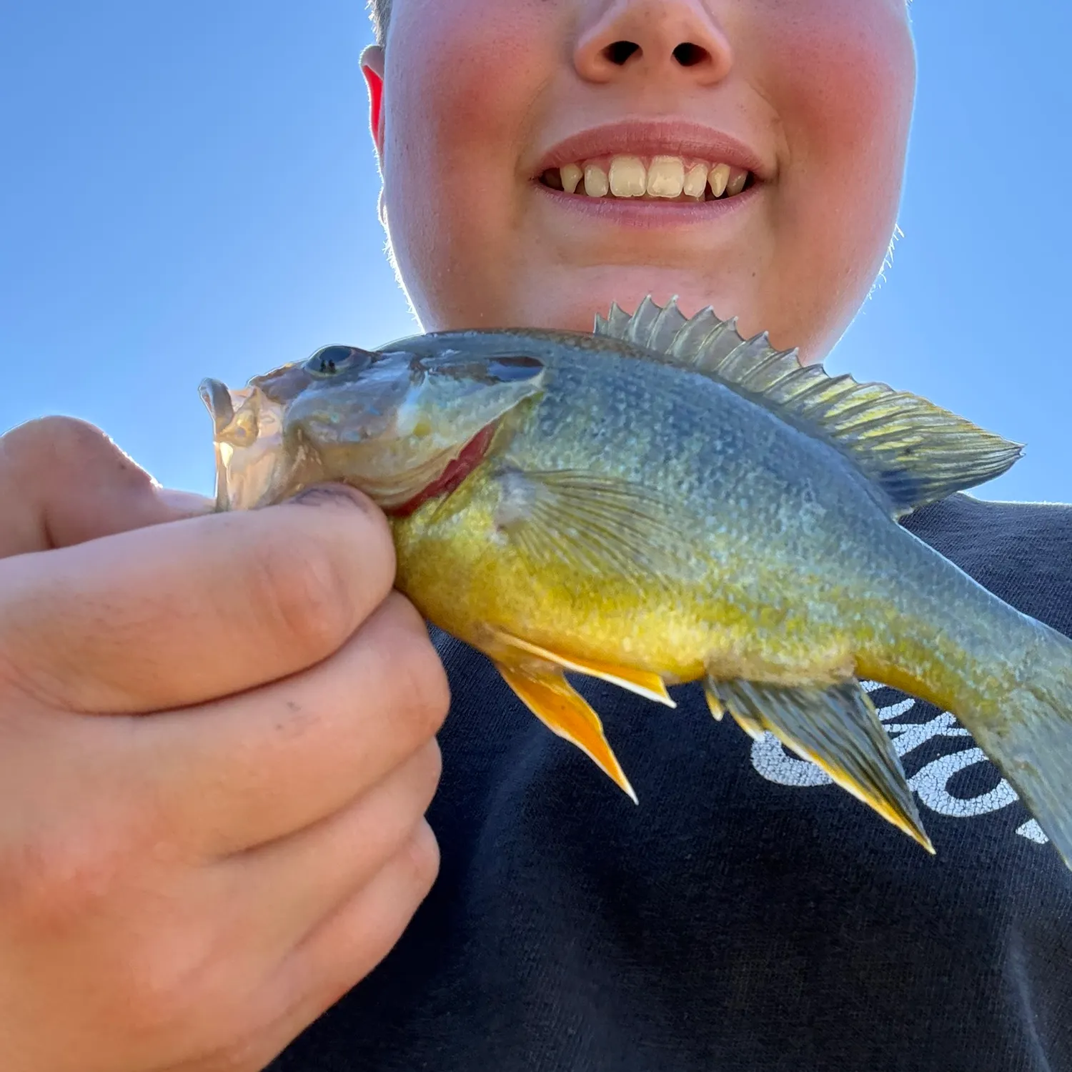 Green sunfish caught on Fishbrain
