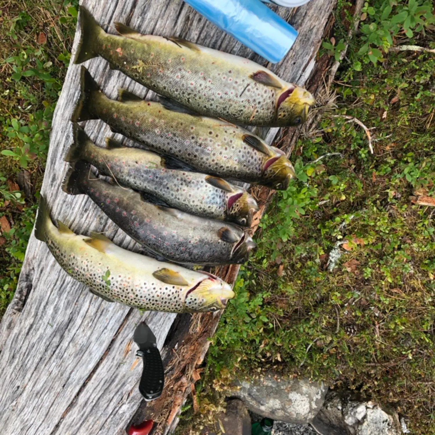 recently logged catches