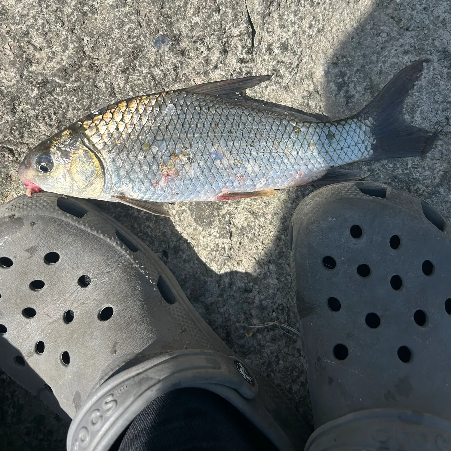 The most recent River carpsucker catches on Fishbrain
