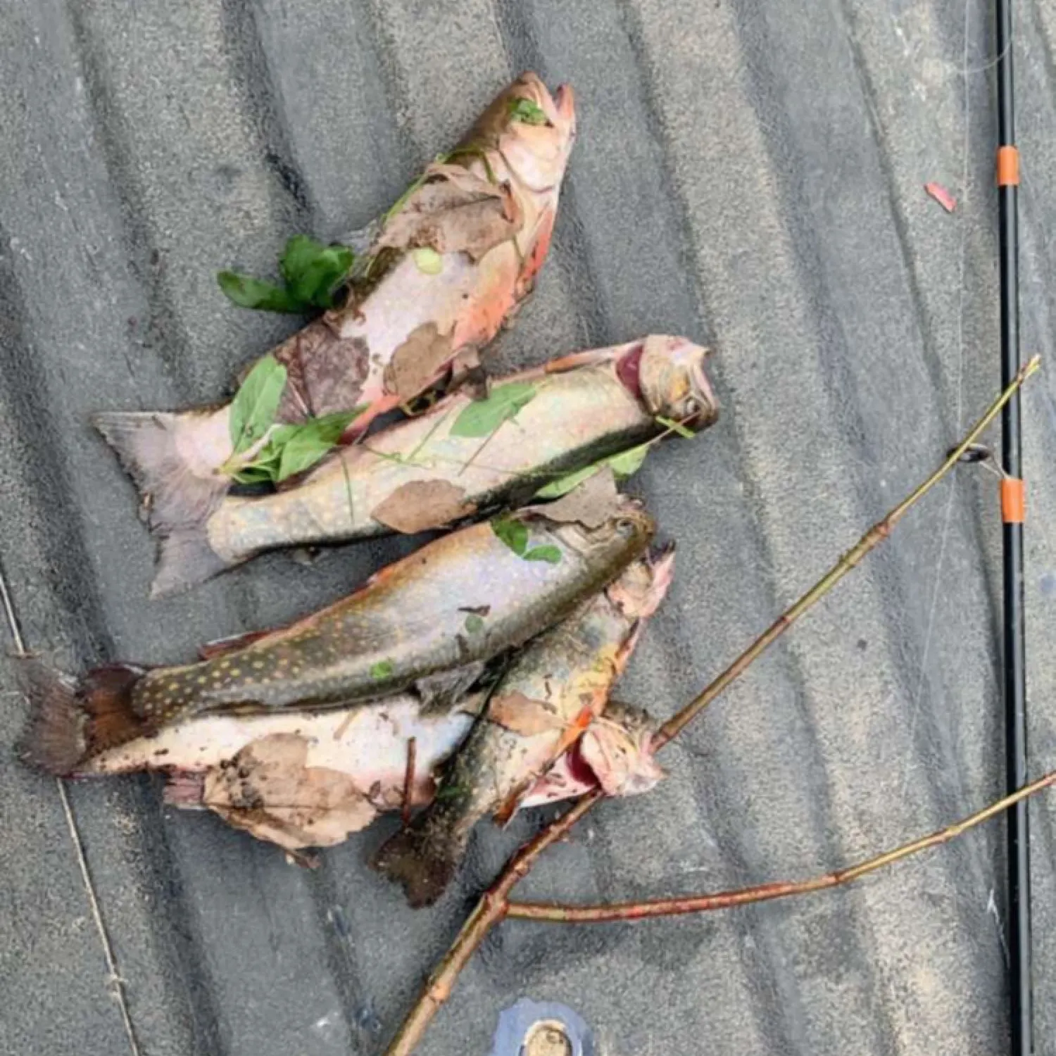 recently logged catches