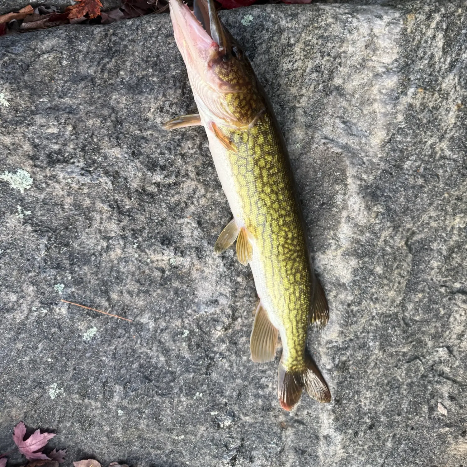 Chain pickerel caught on Fishbrain