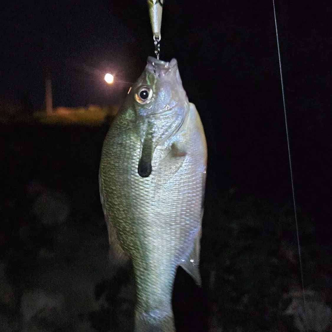 Redbreast sunfish caught on Fishbrain