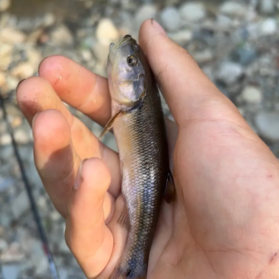Creek chub caught on Fishbrain