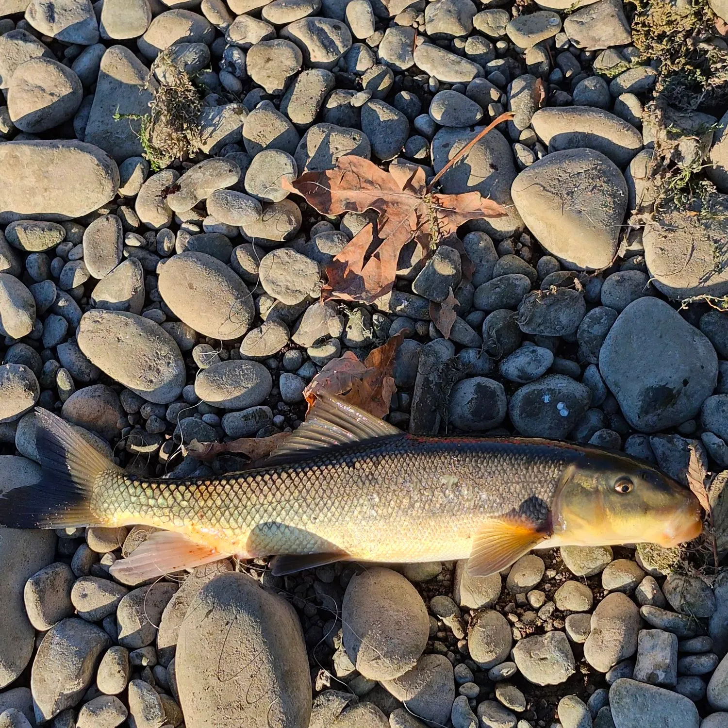 The most recent Largescale sucker catches on Fishbrain