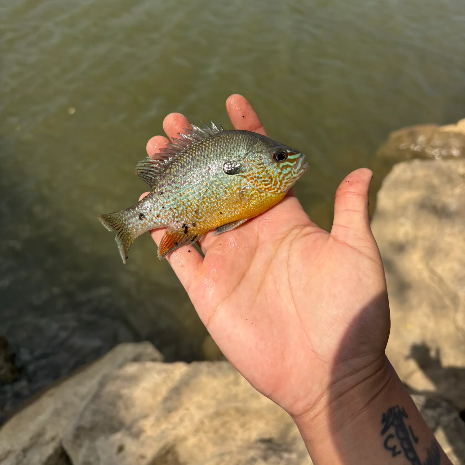 The most recent Longear sunfish catches on Fishbrain