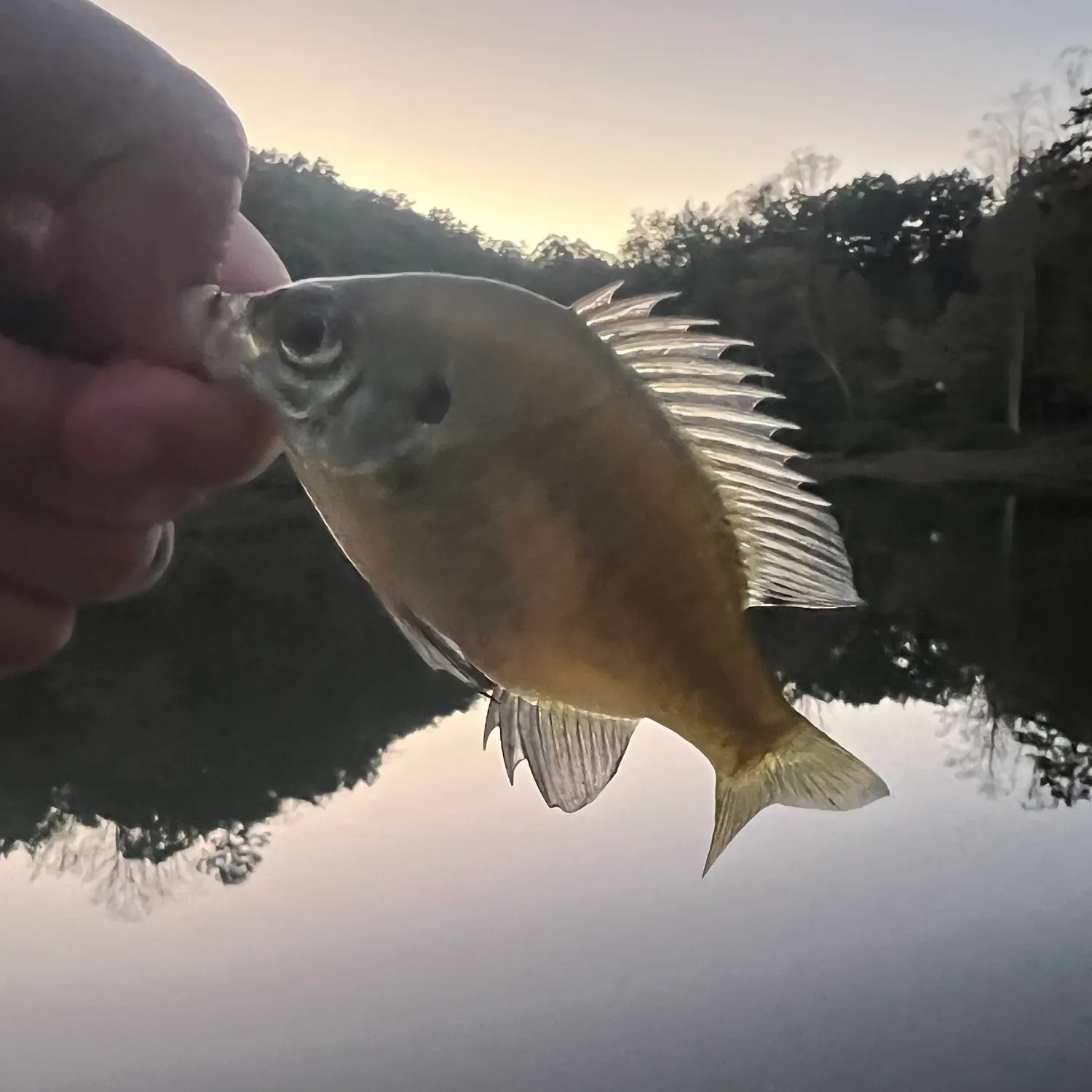 Bluegill caught on Fishbrain