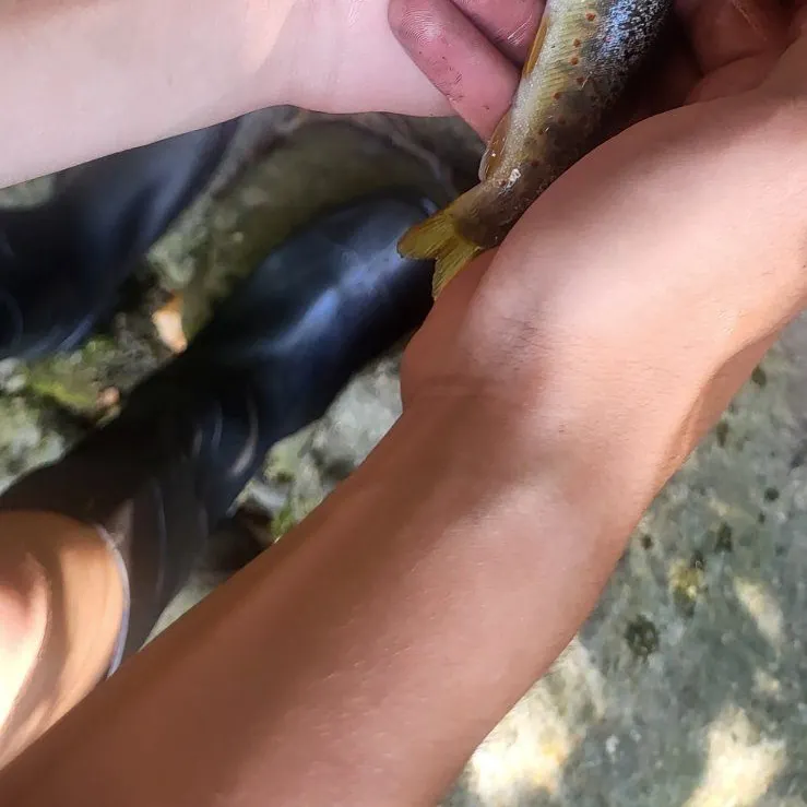 Brown trout caught on Fishbrain