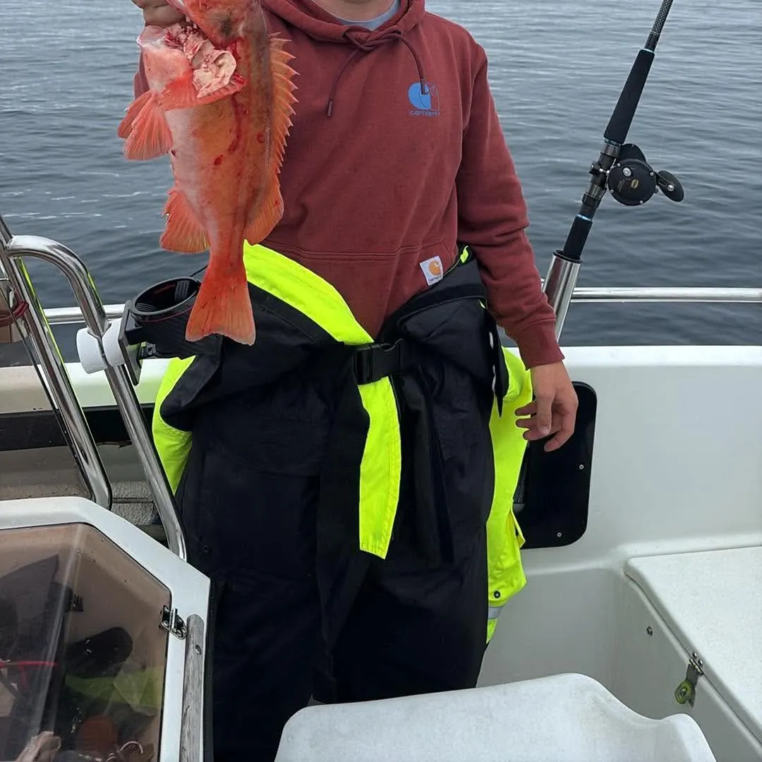 The most recent Atlantic ocean perch catches on Fishbrain