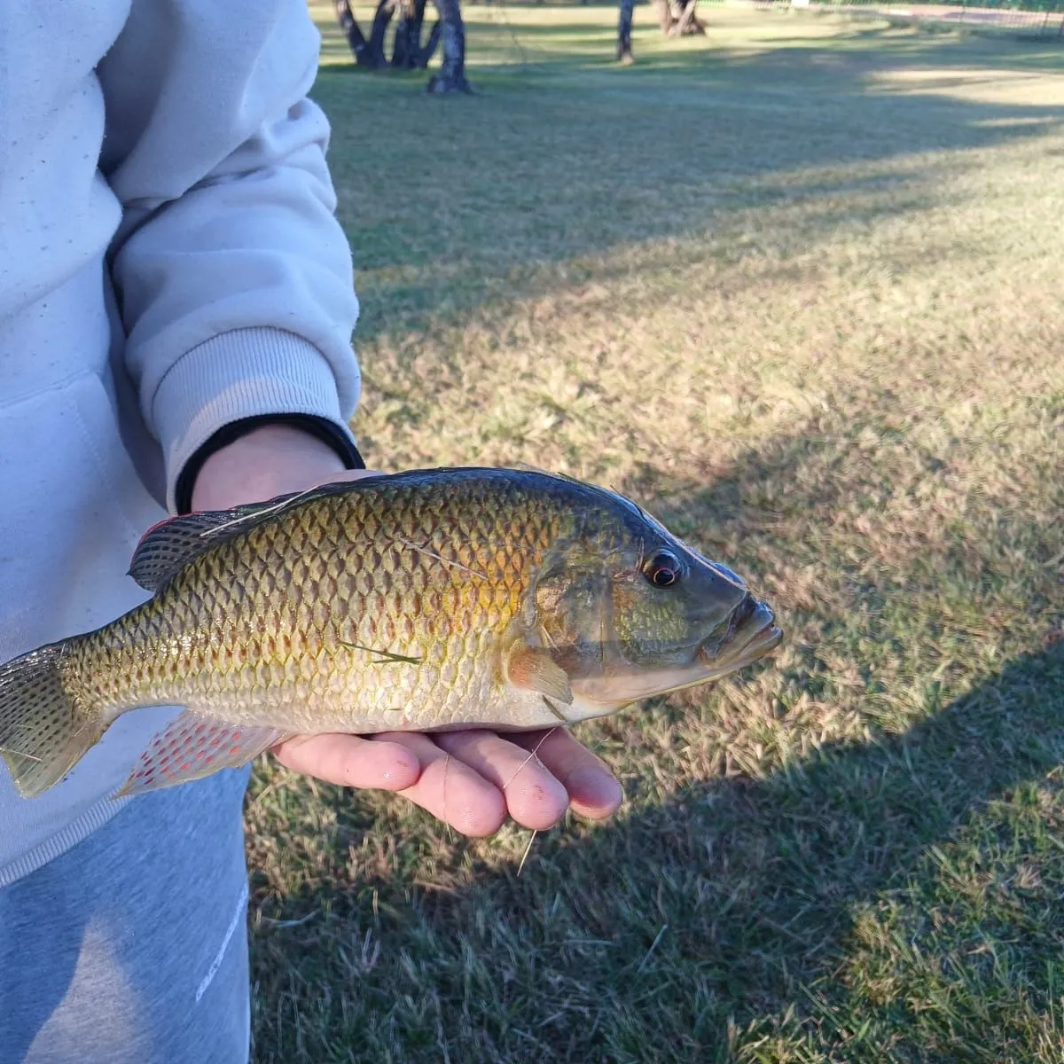 The most recent Redbreast tilapia catches on Fishbrain