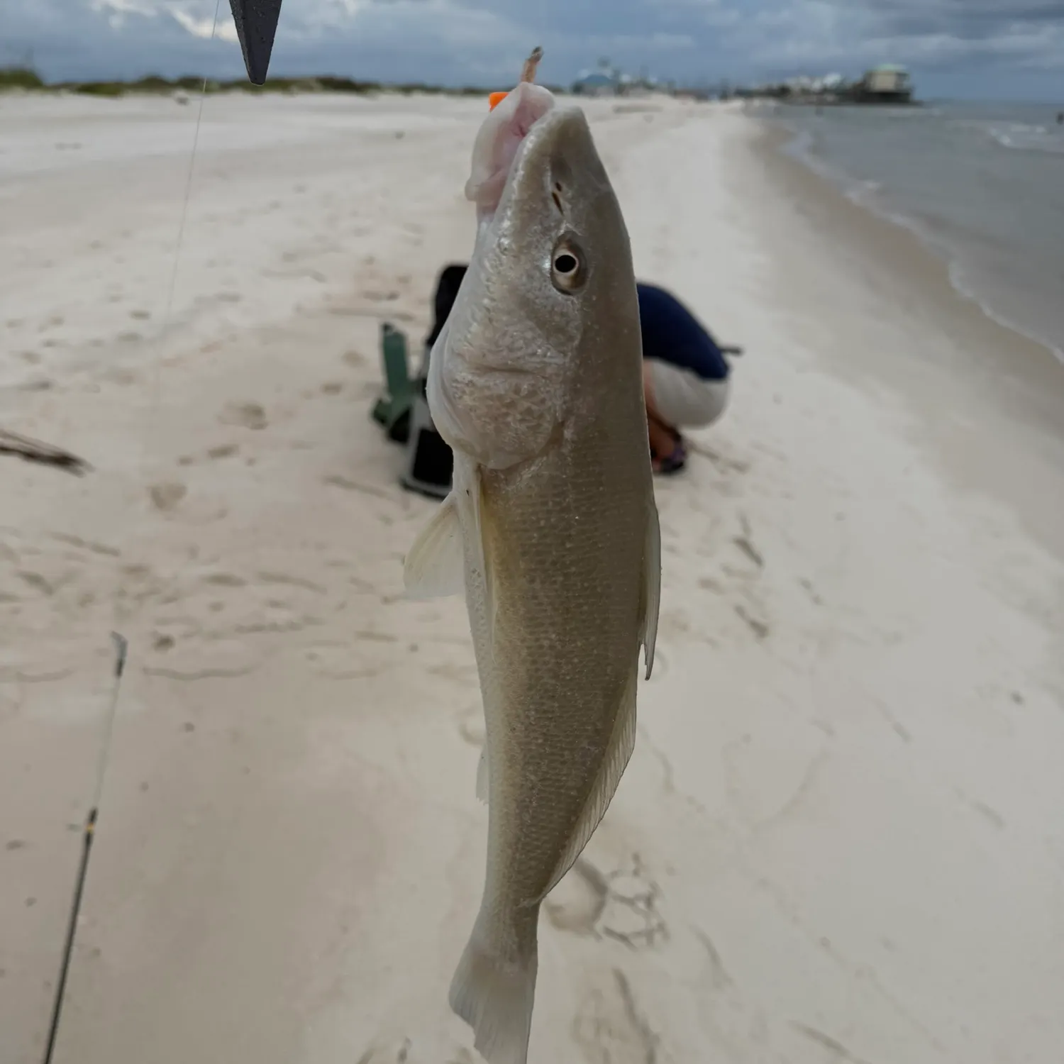 Gulf kingcroaker caught on Fishbrain
