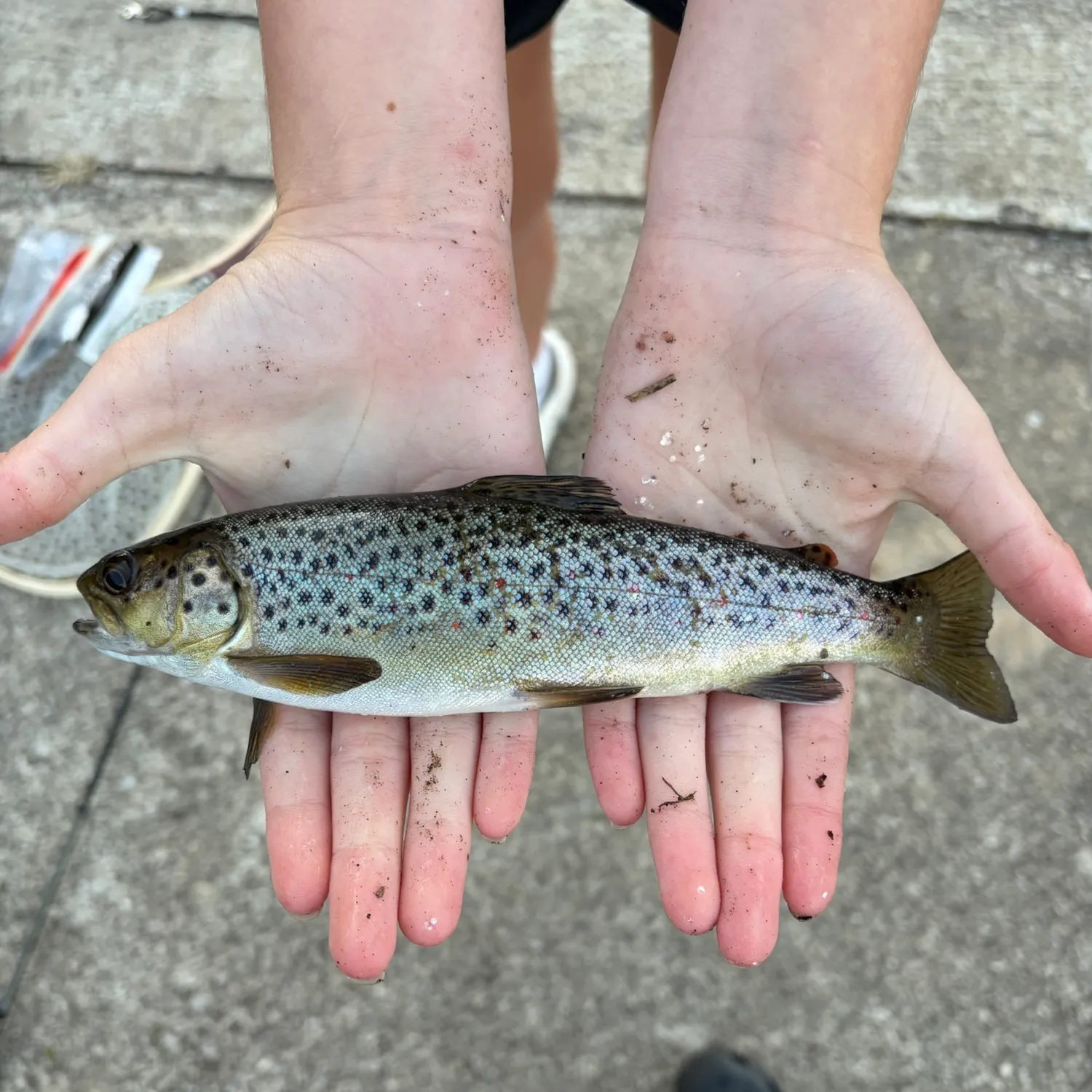 Brown trout caught on Fishbrain
